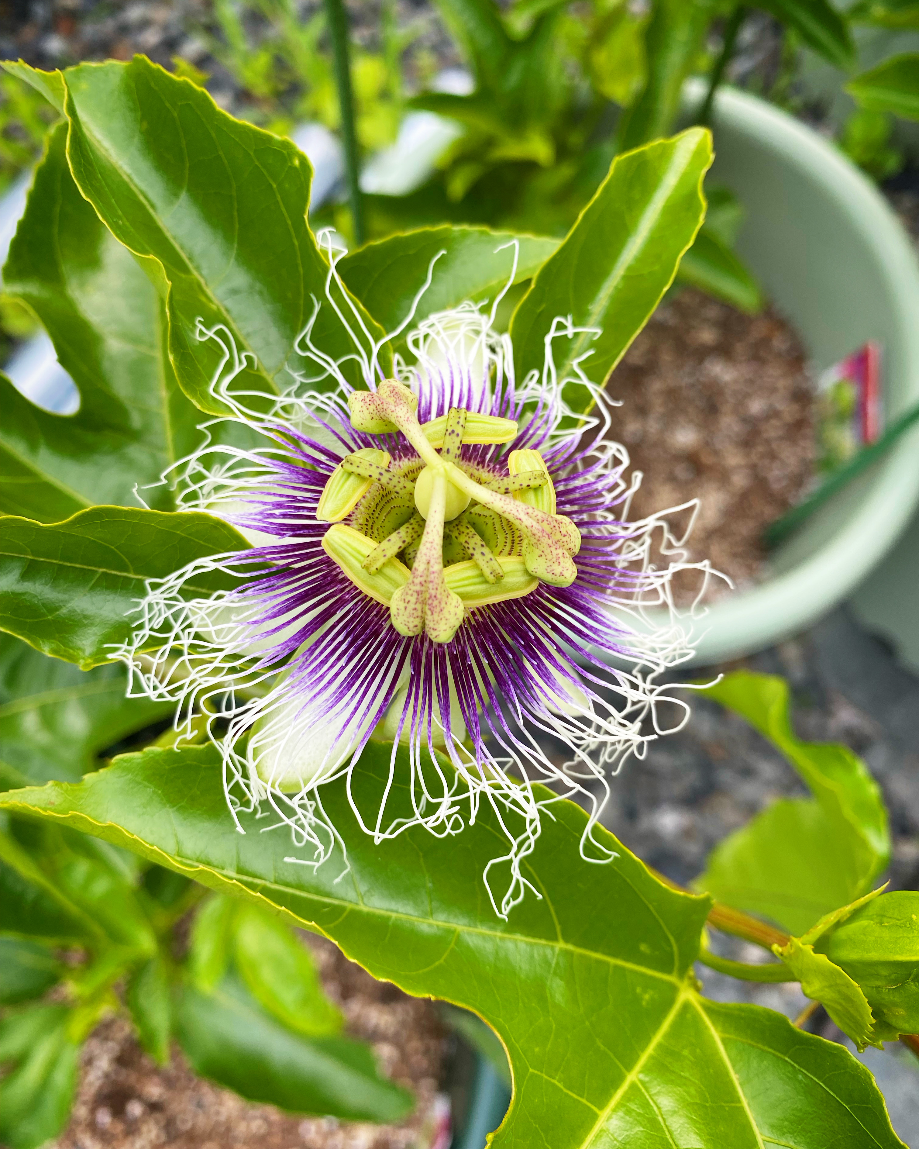 パッションフルーツの花