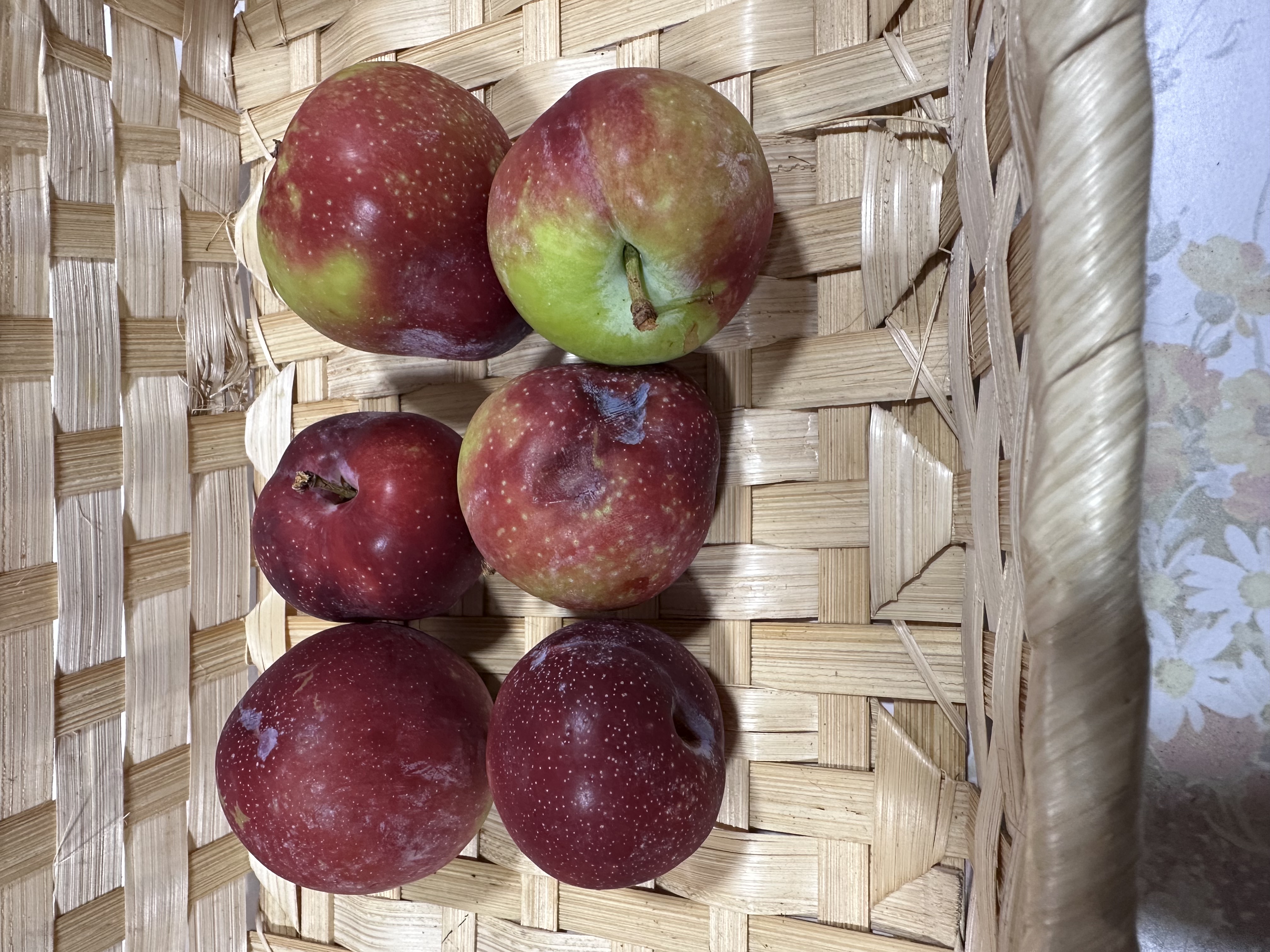 スモモ