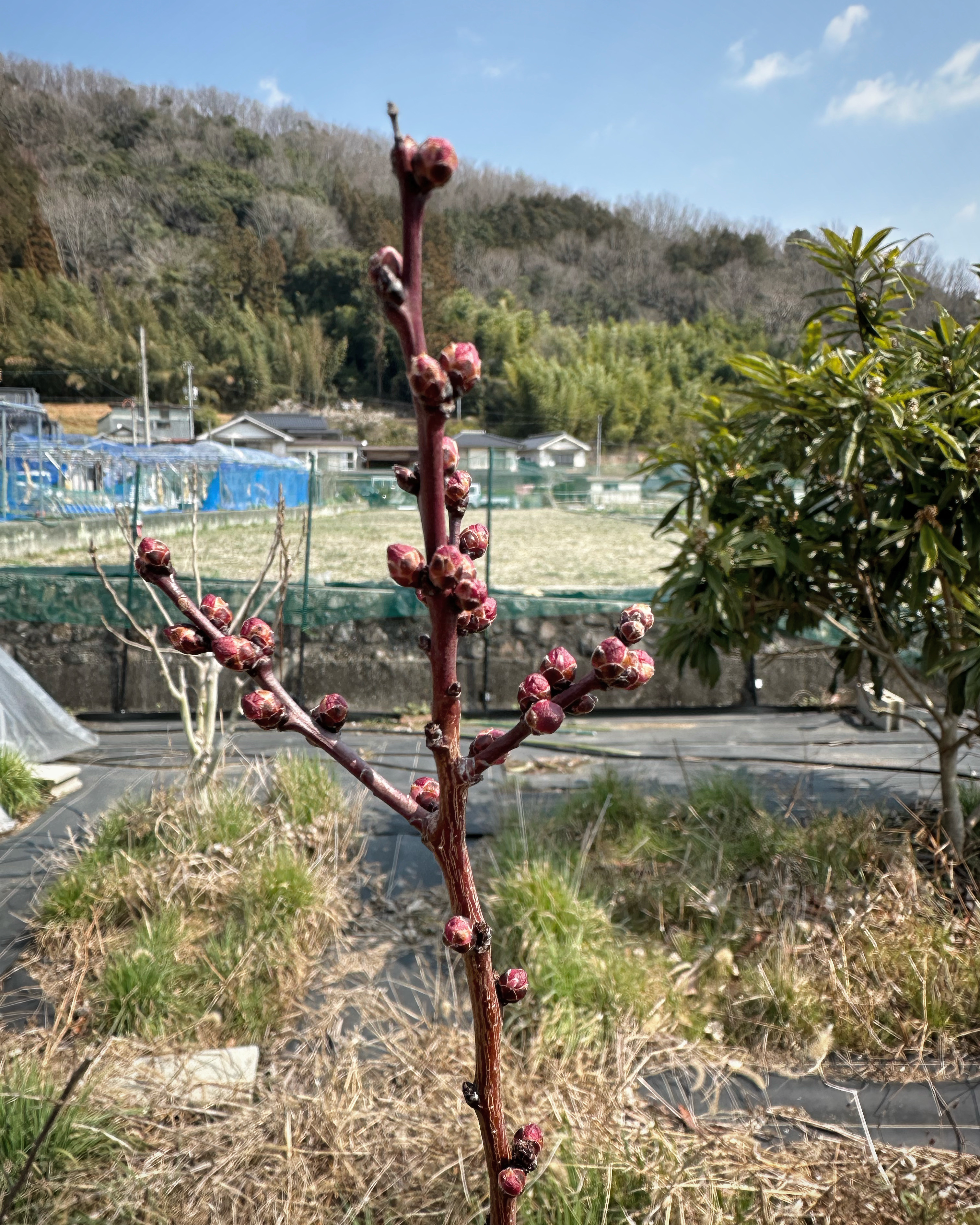 あんず