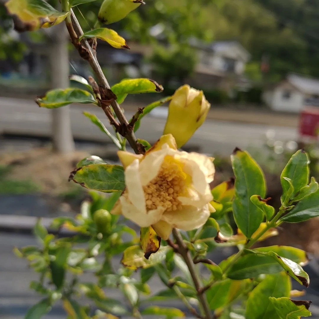 白いザクロ