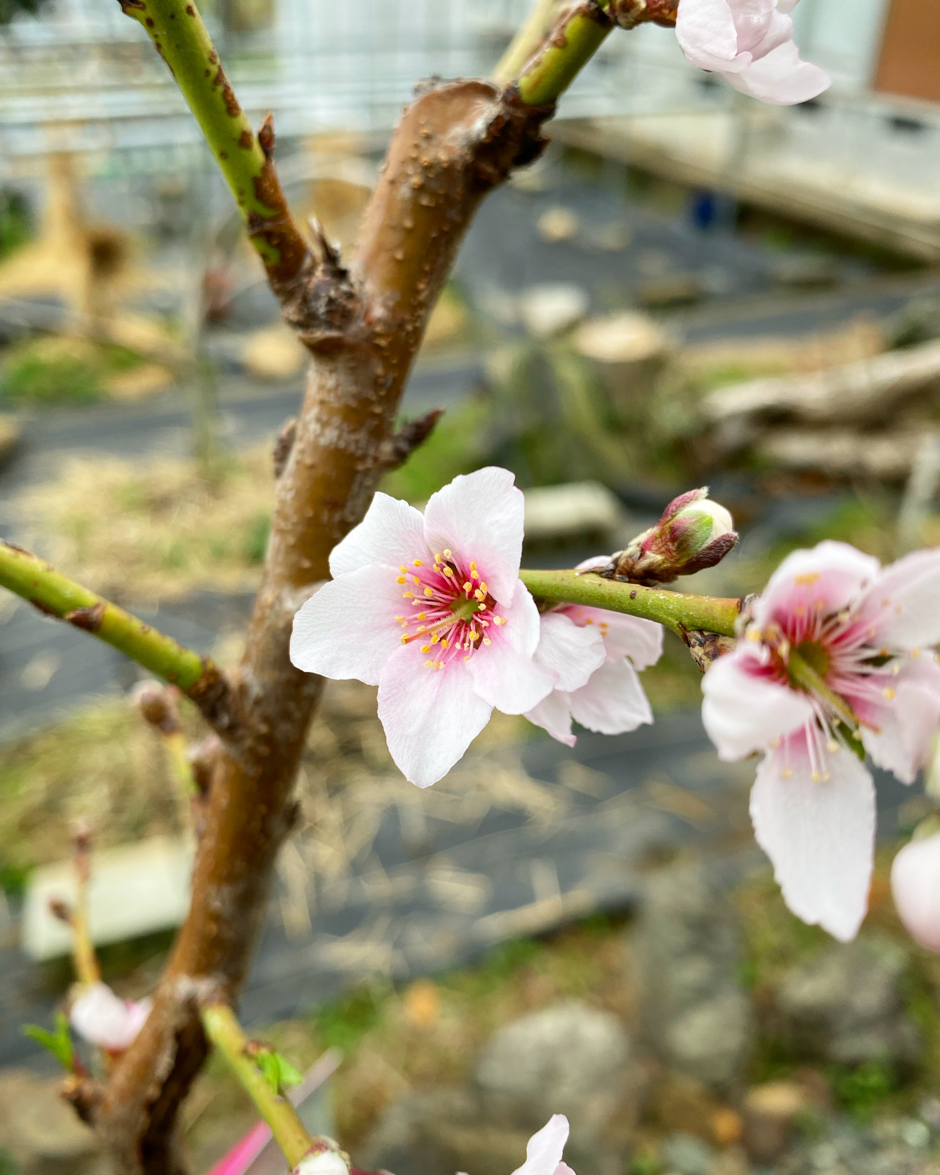 桃の花