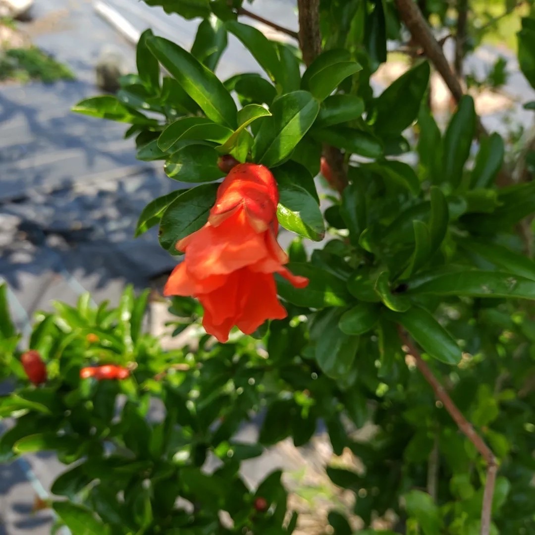 ザクロの花