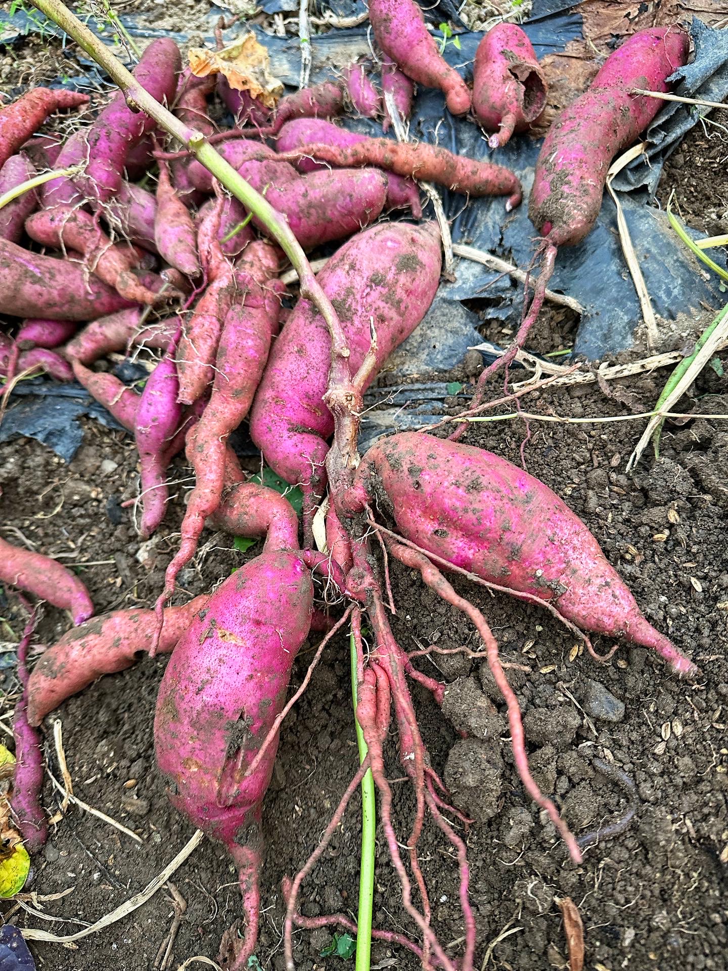 さつまいも掘り