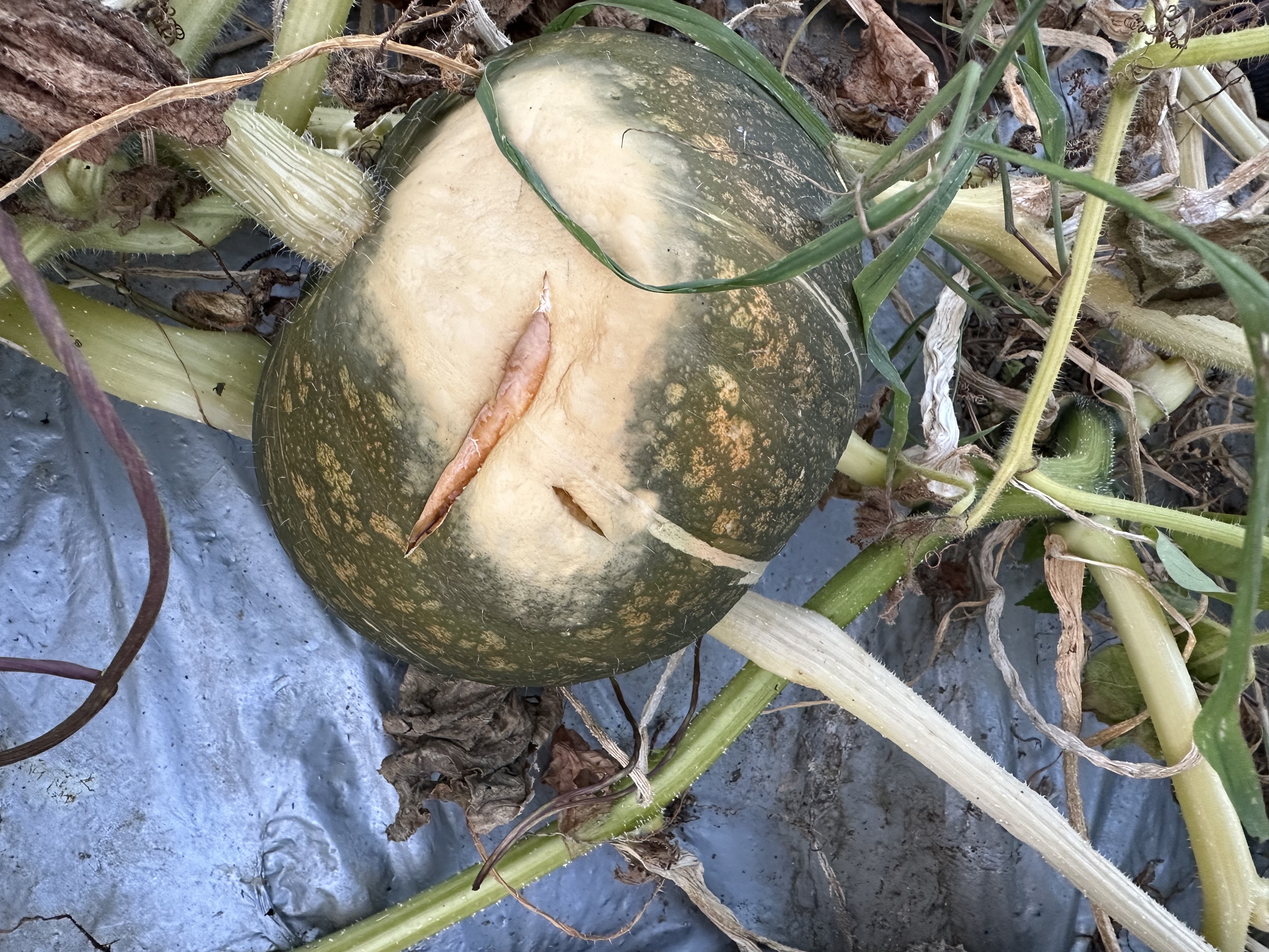 カボチャ割れる