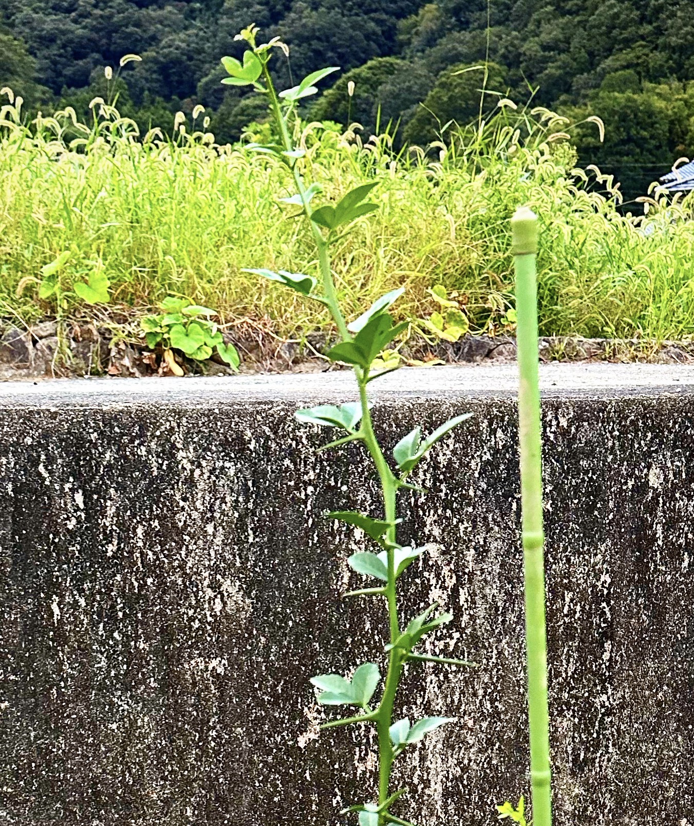 日向夏