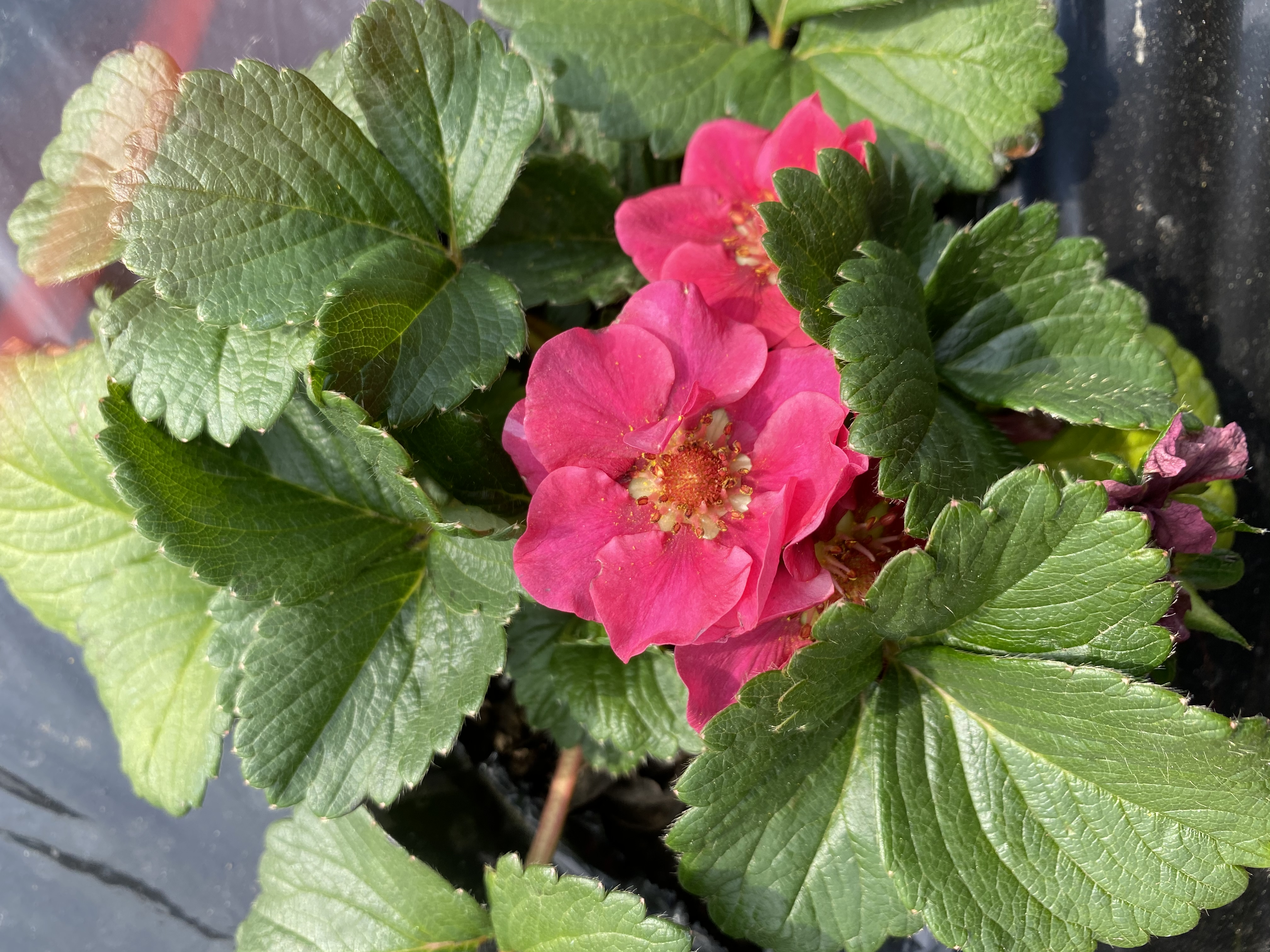 植えた野菜
