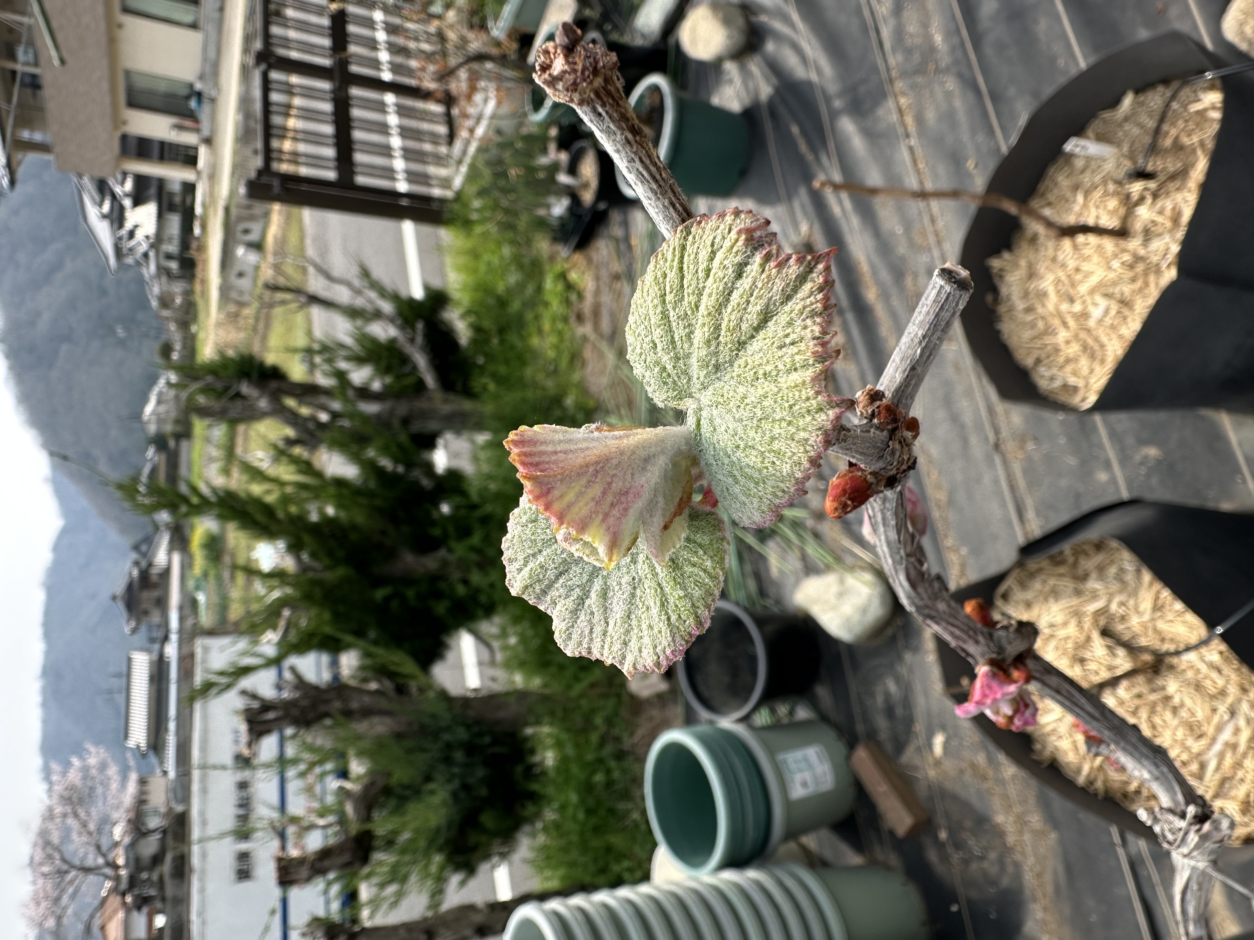 ぶどうの芽