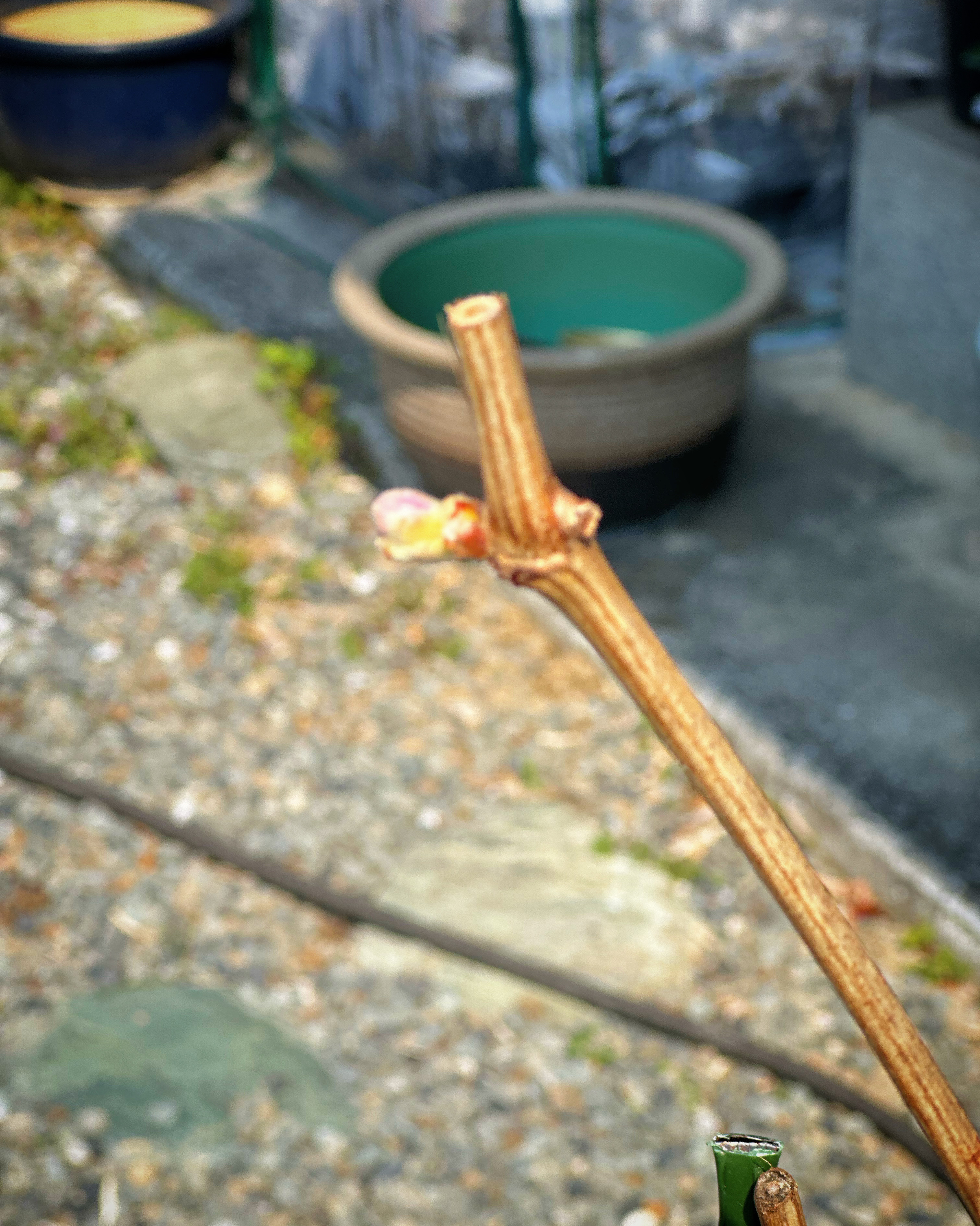 シャインマスカット芽