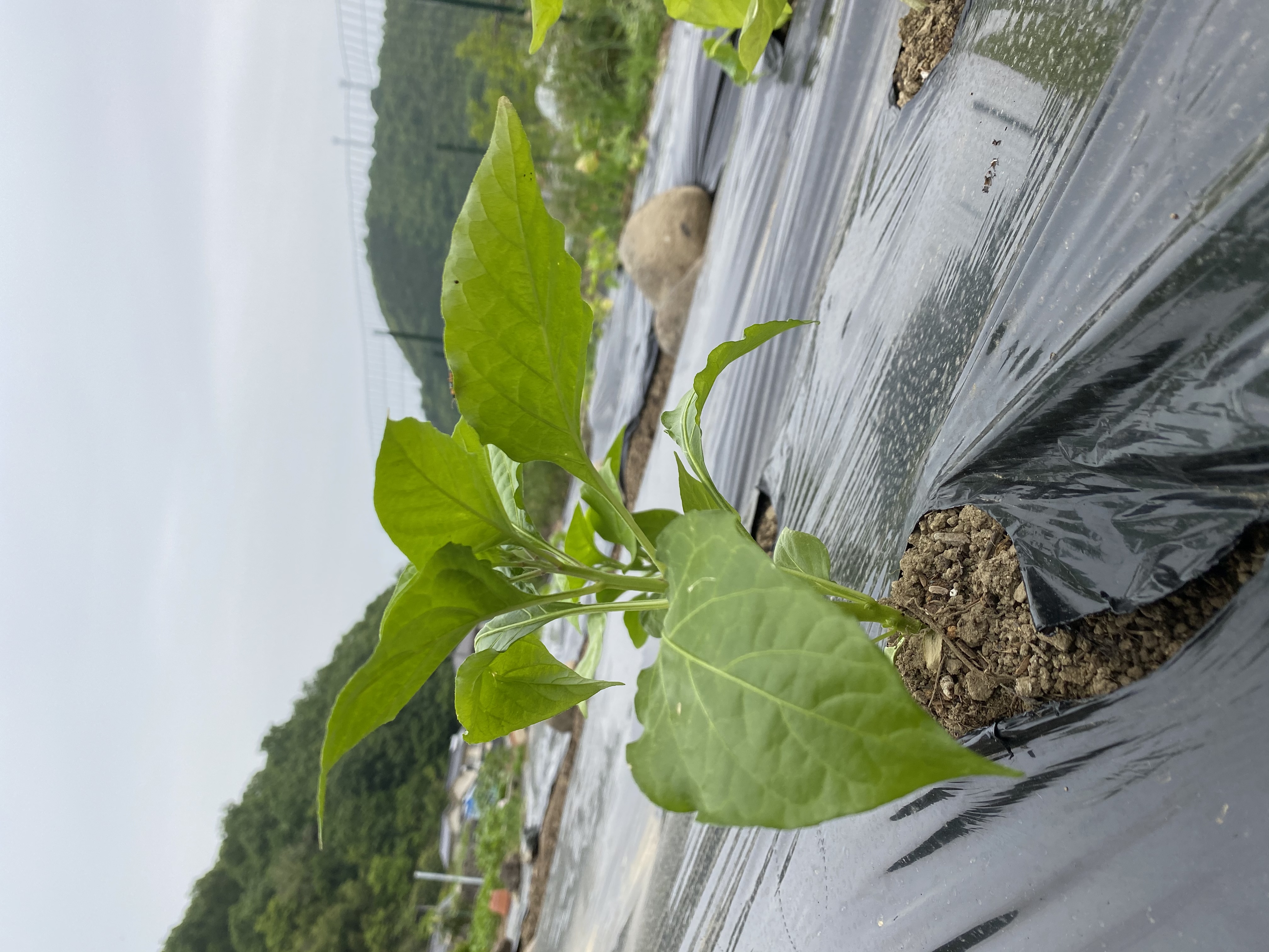 オクラ
