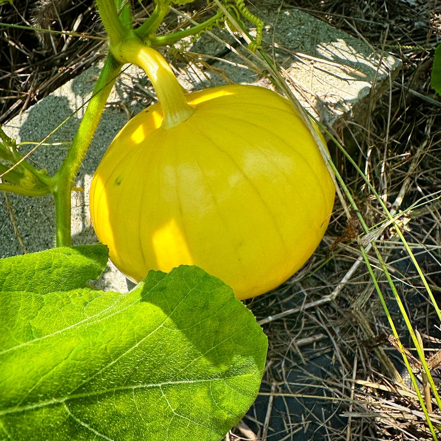赤カボチャ