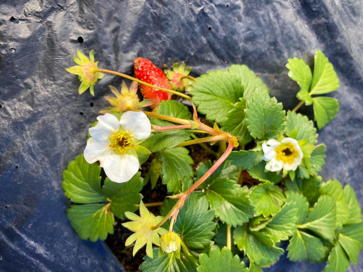 いちごの花