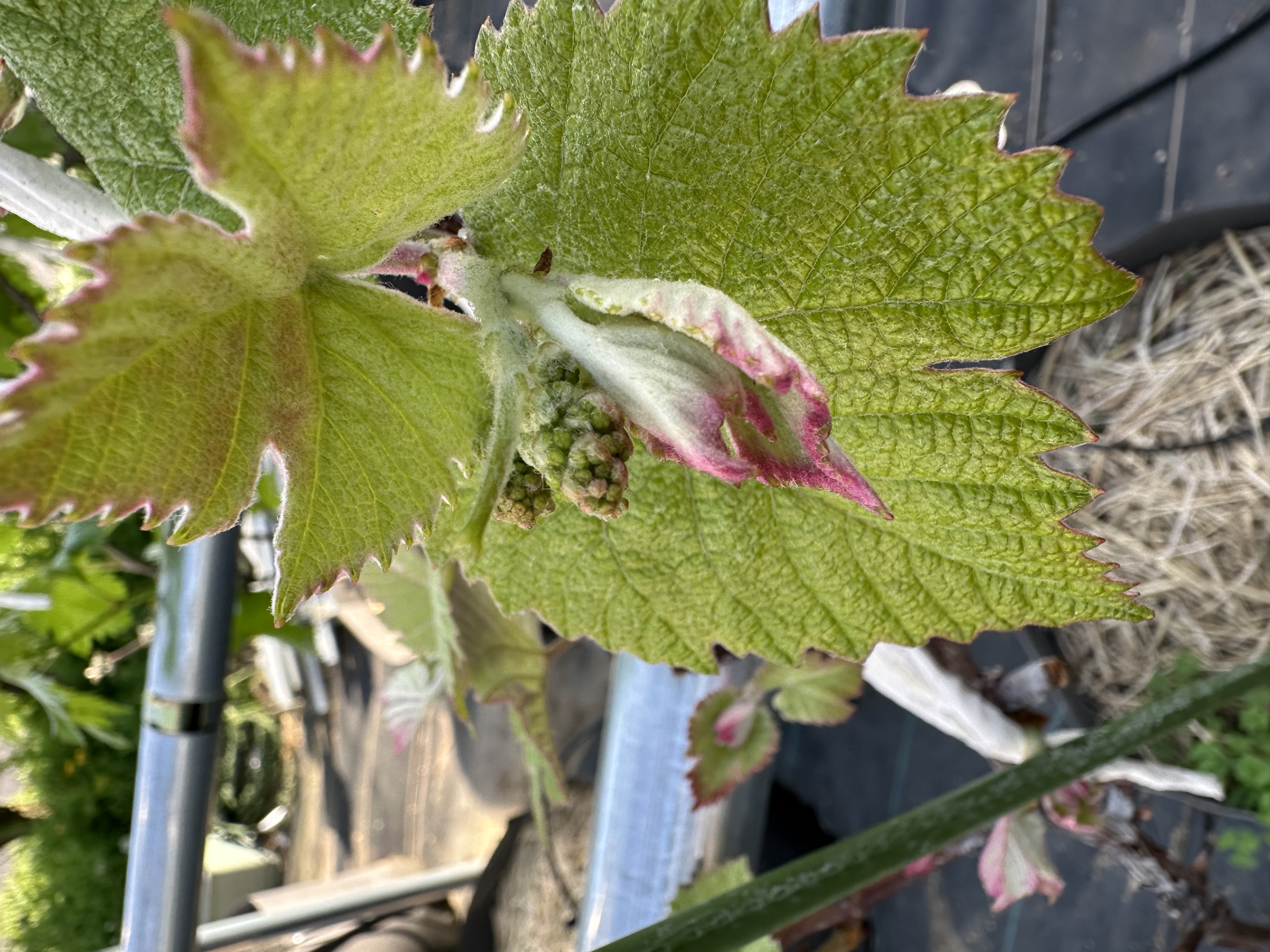ぶどう花芽