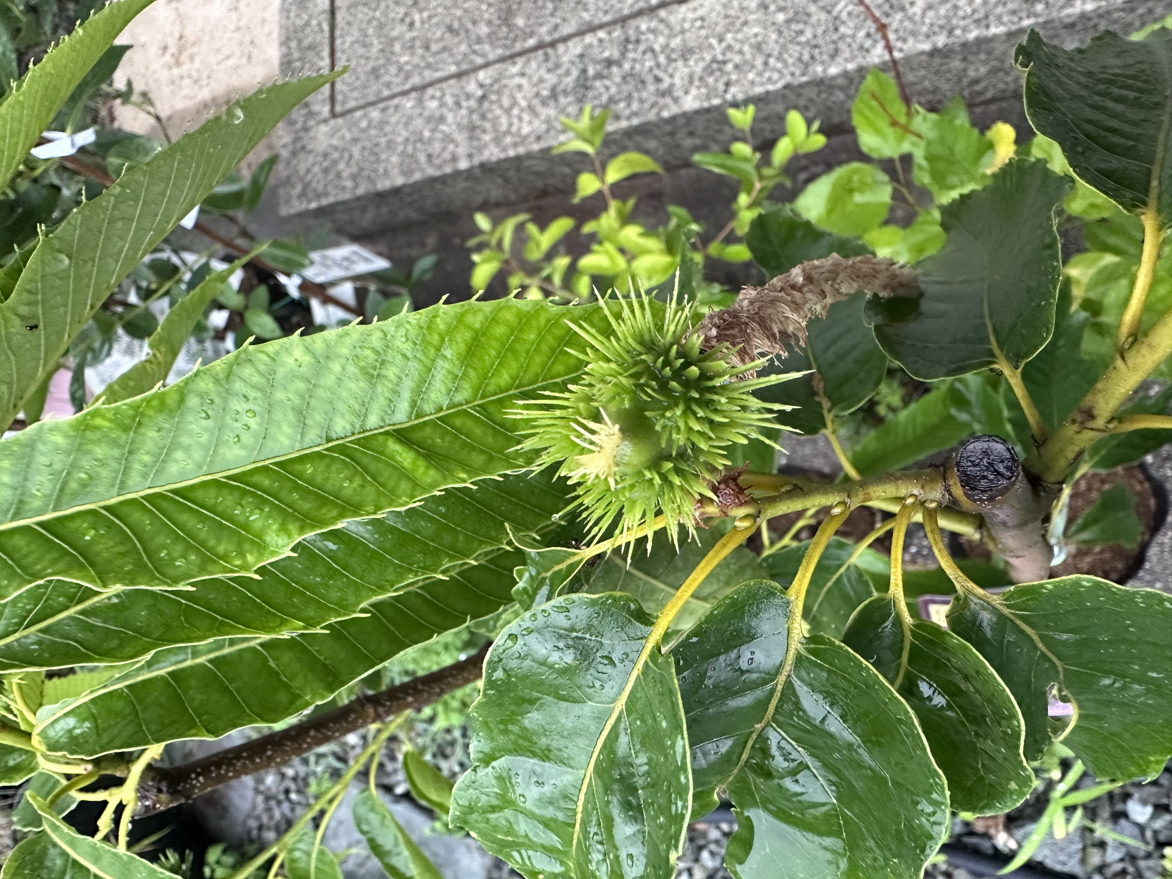 栗