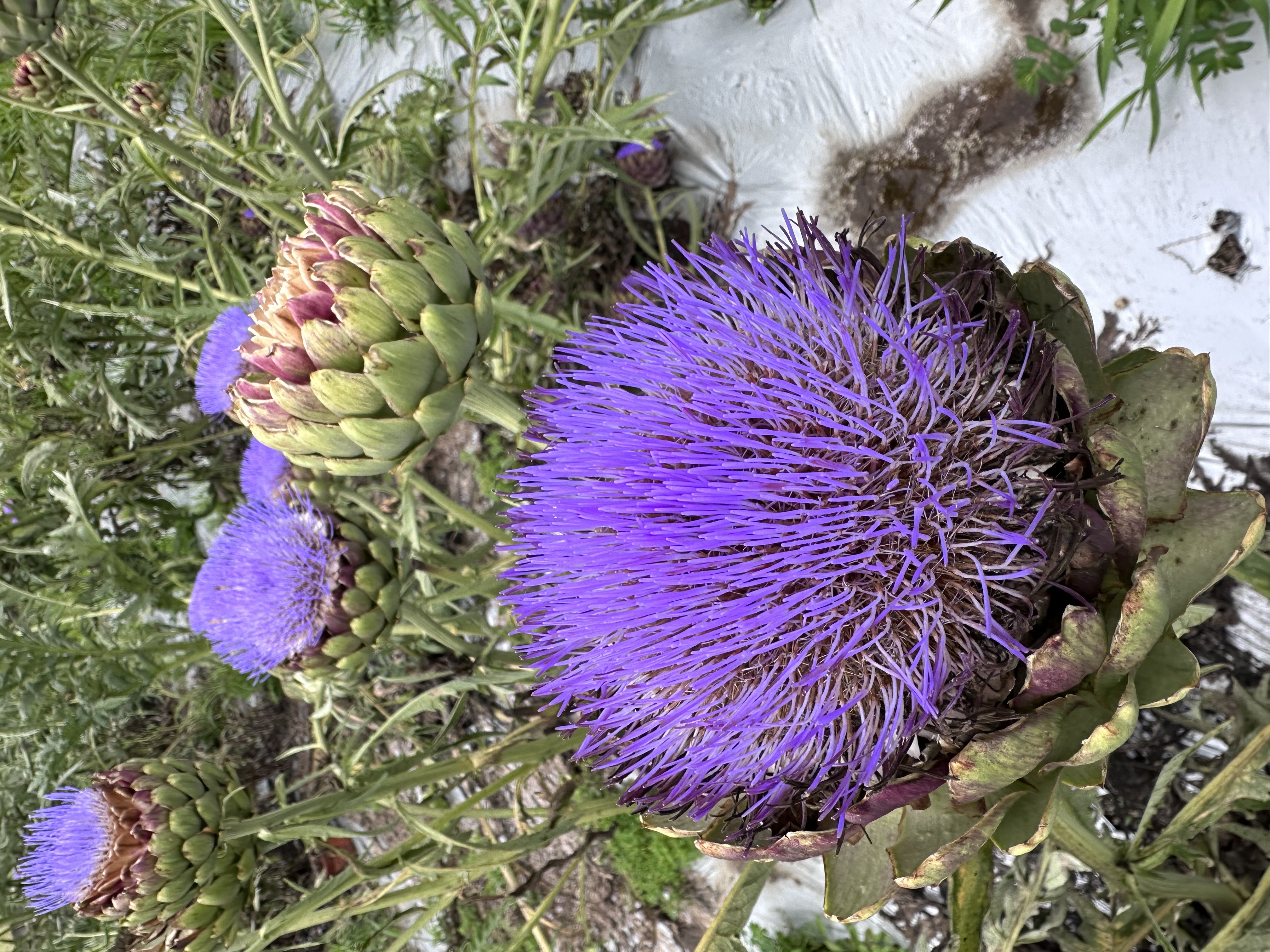 アーティチョークの花