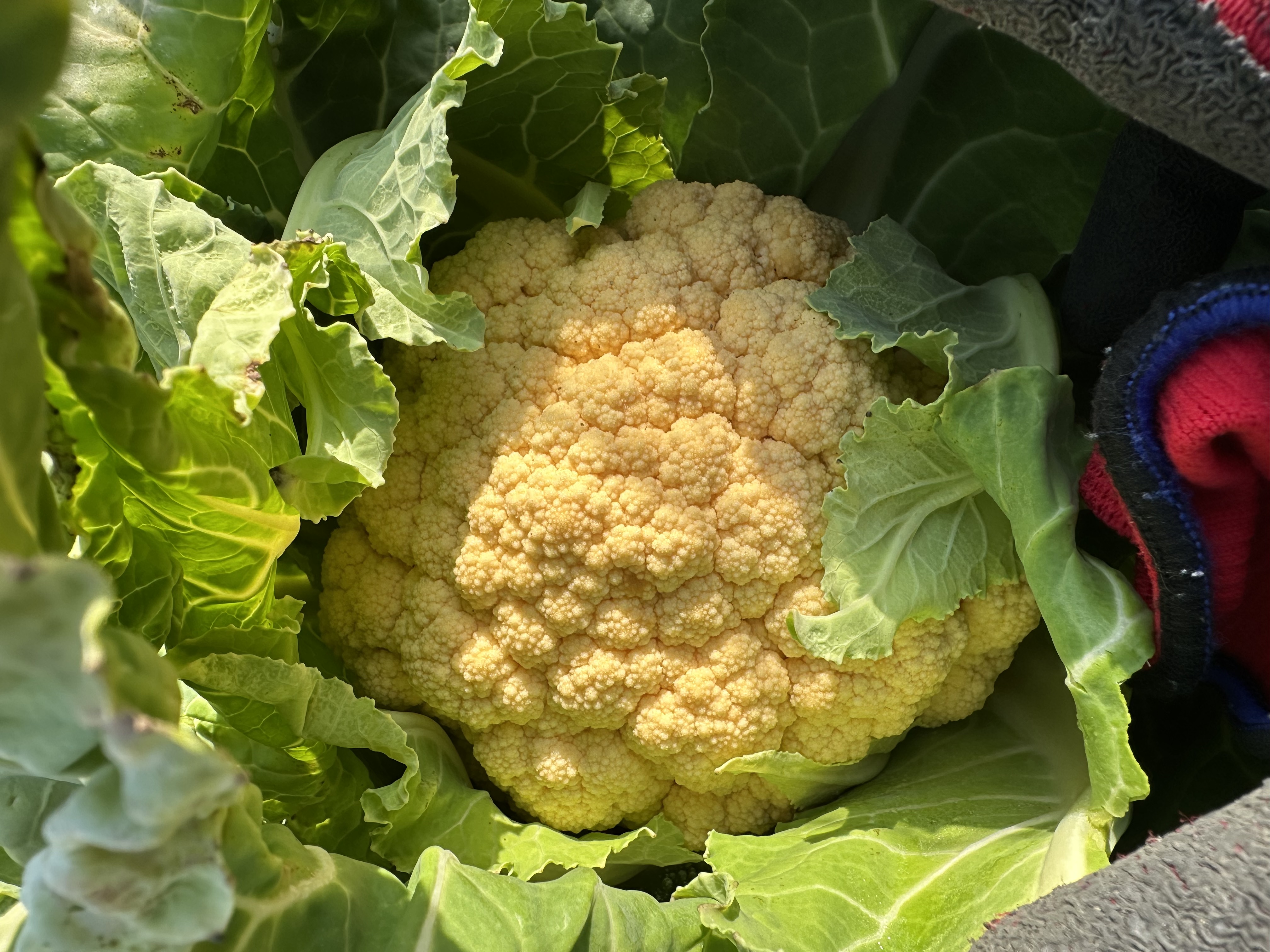 オレンジカリフラワー