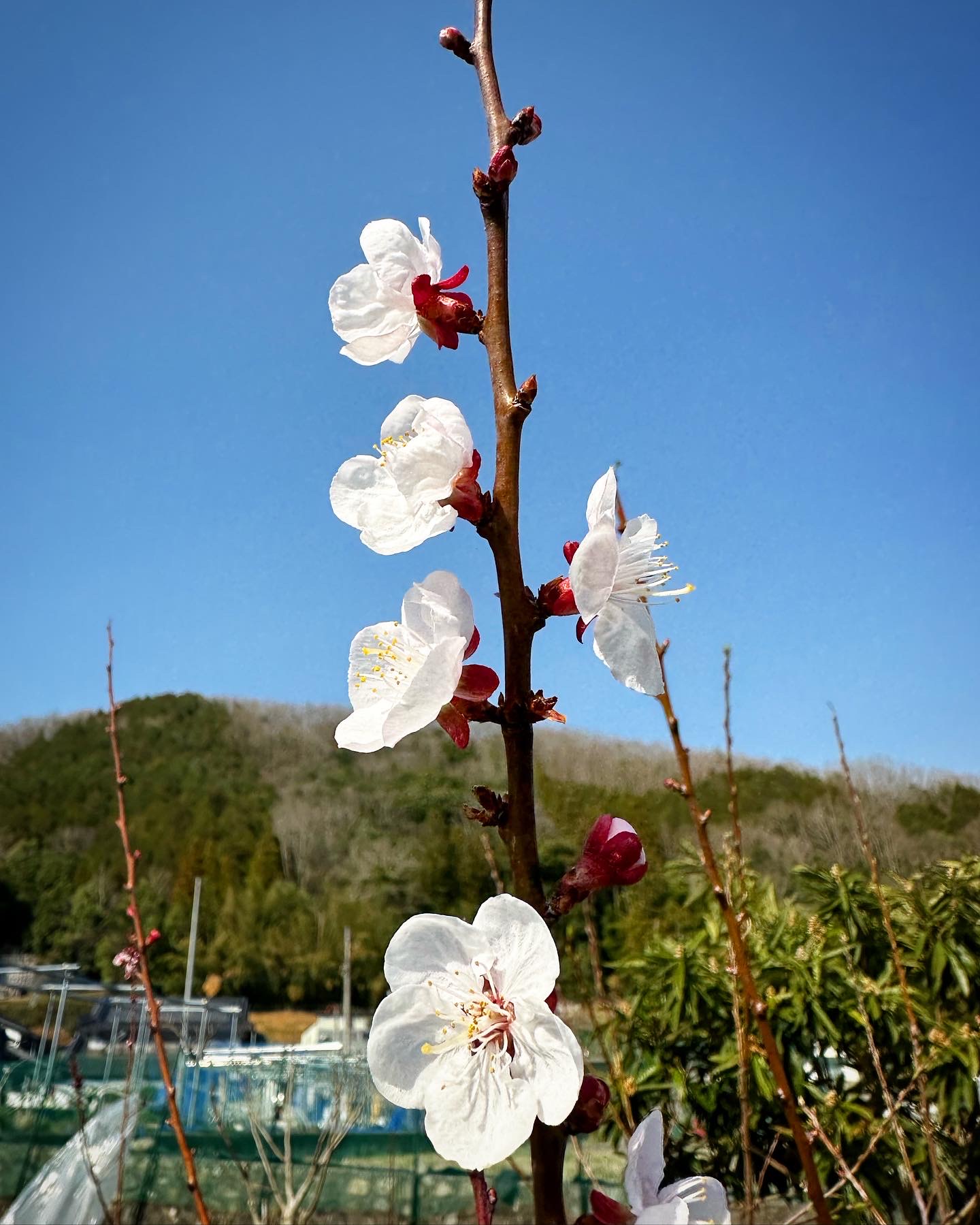 あんずの花