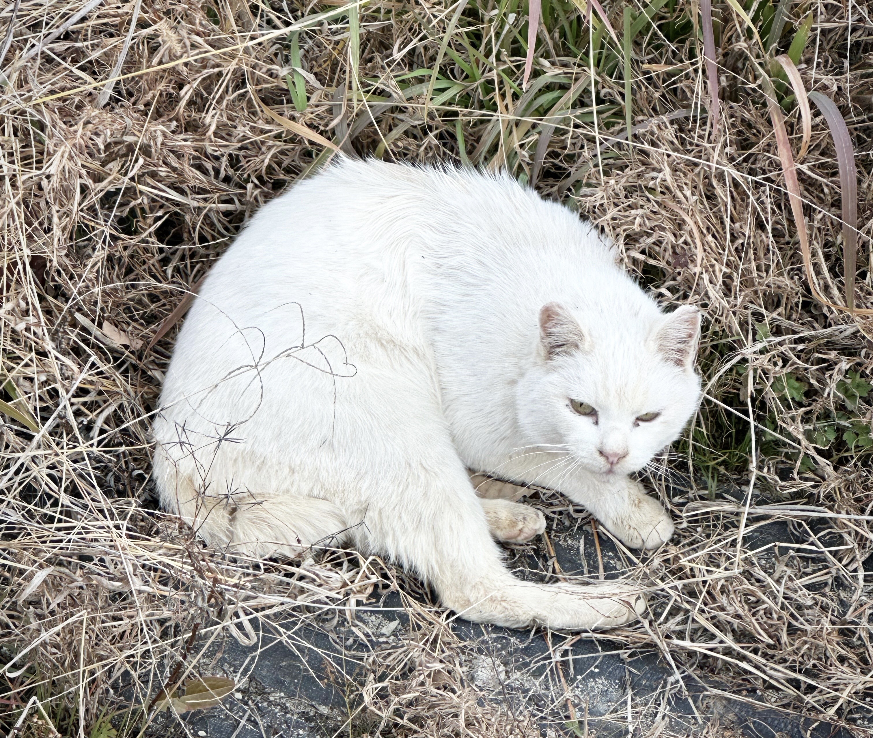 丸くなる猫