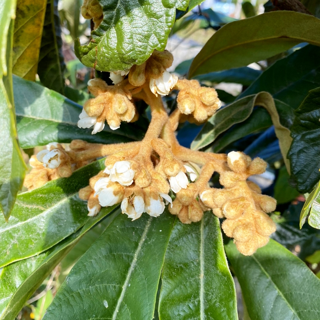ビワの花