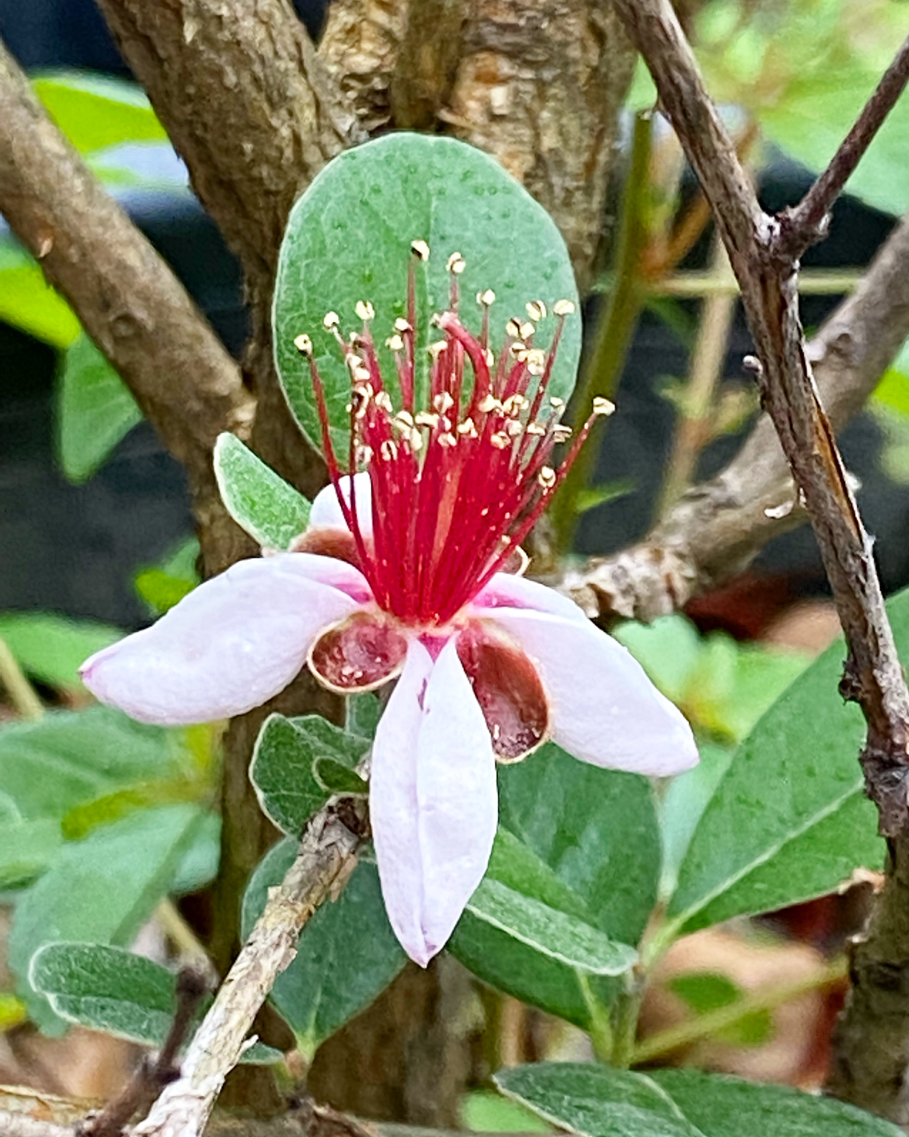 フェイジョアの花