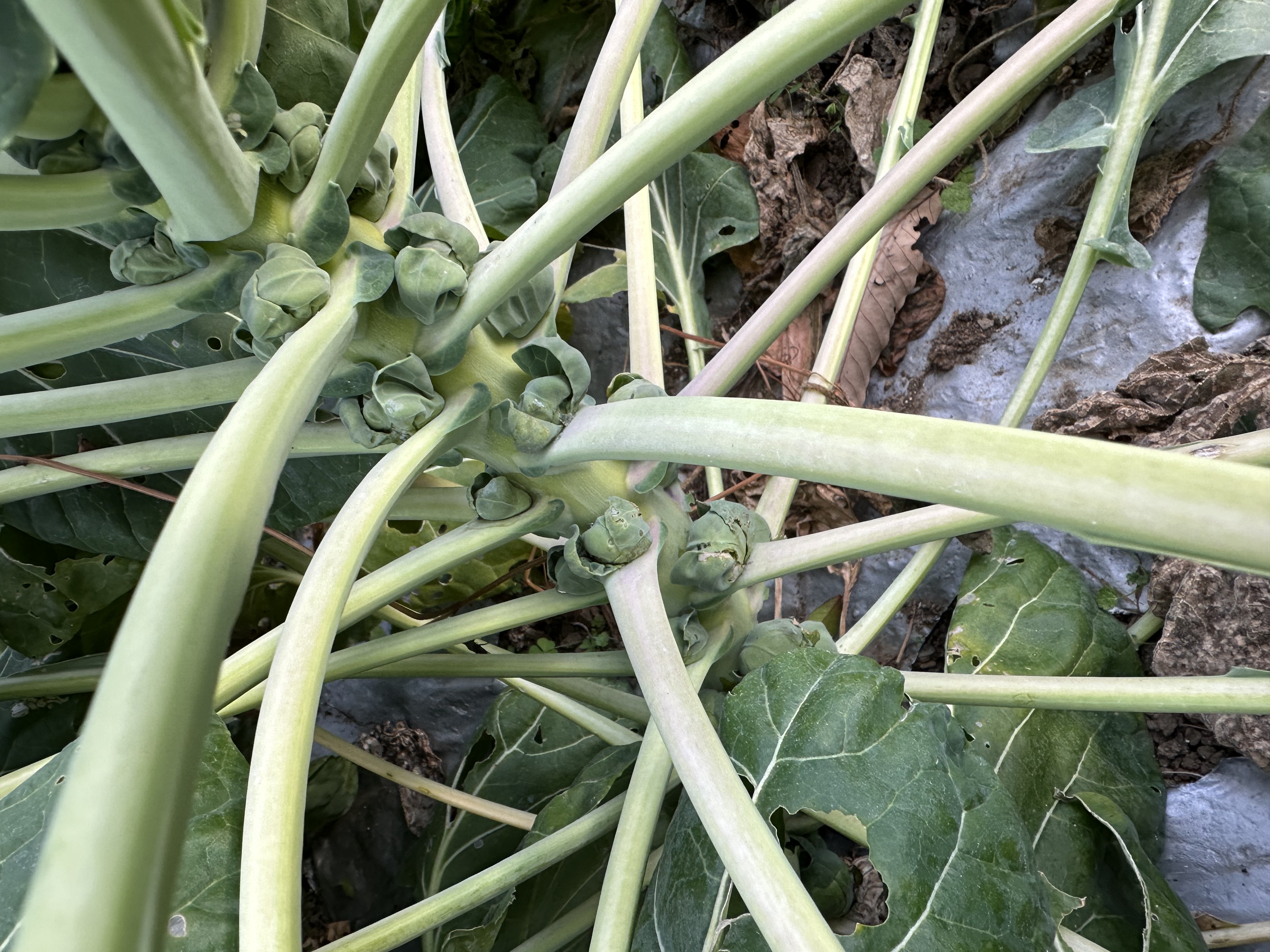芽キャベツとロマネスコ