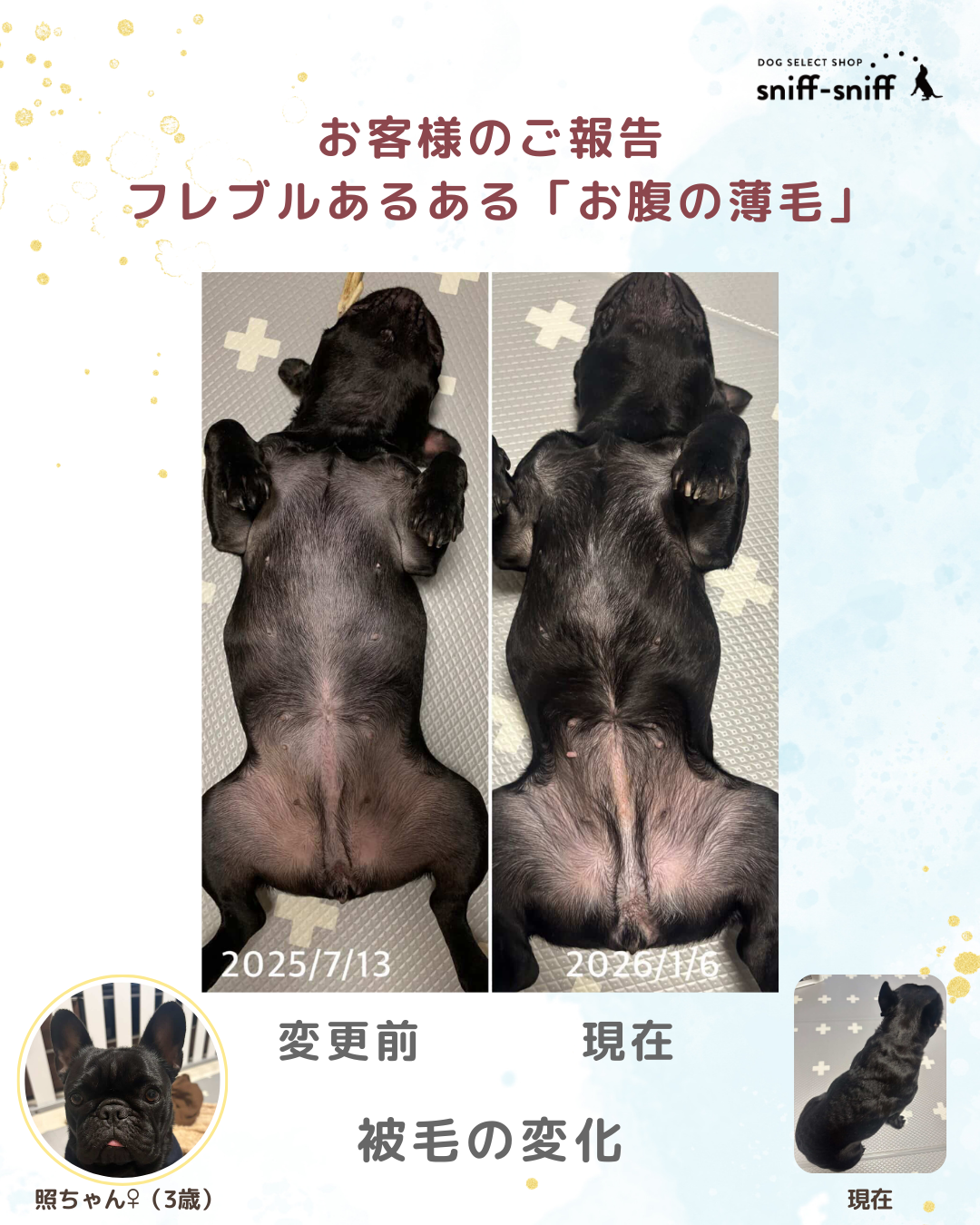 🐾犬の被毛は何から作られる?タンパク質とフードの関係