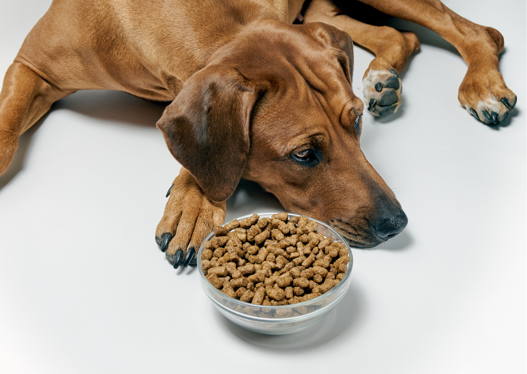 🐾犬の“食べムラ”を科学する｜6ヶ月から始まる変化の正体とは？