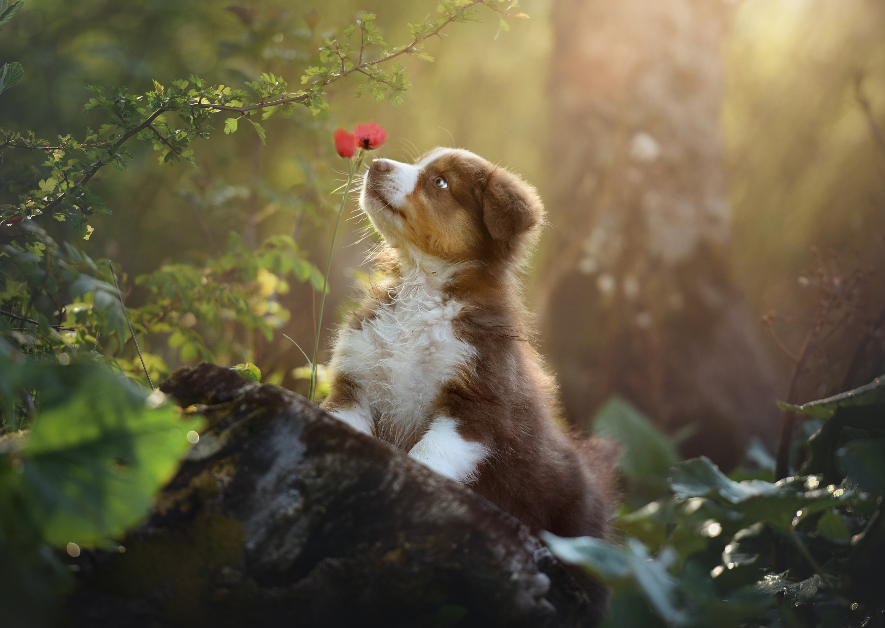 🐾愛犬の若さと健康を保つための工夫