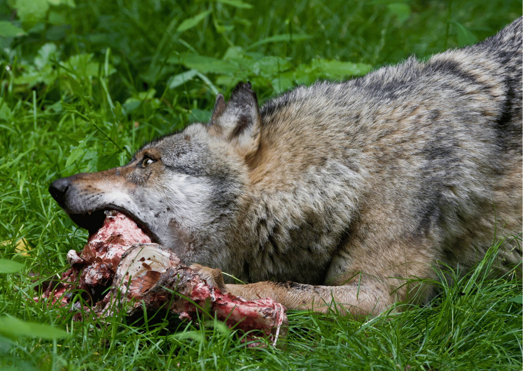 🐾【犬ってほんとは何を食べるべき?】 ――今のドッグフード、じつはちょっと“ズレてる”かも