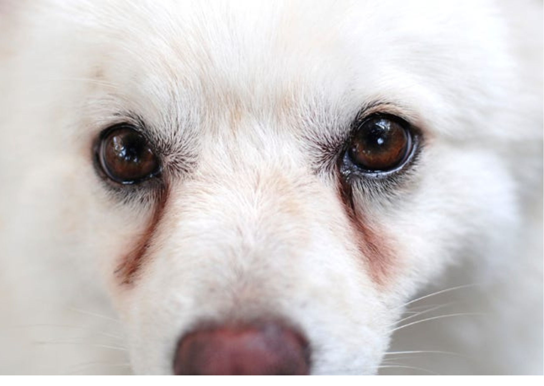 🐾涙やけは“構造”がベース そのうえで食事にできること