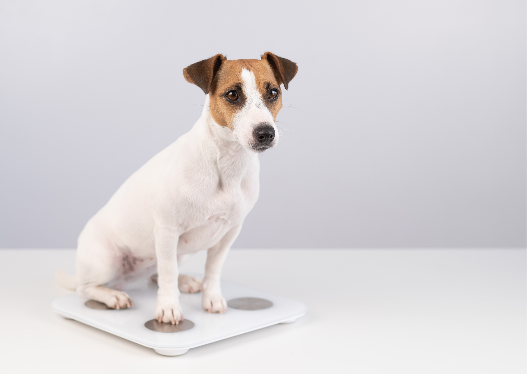 🐾犬の体重管理の基本