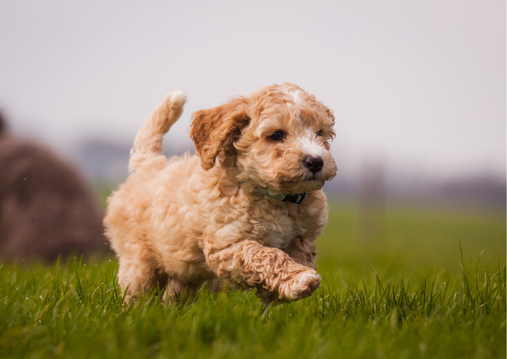 🐾涙やけとお口の健康、実は深くつながっています