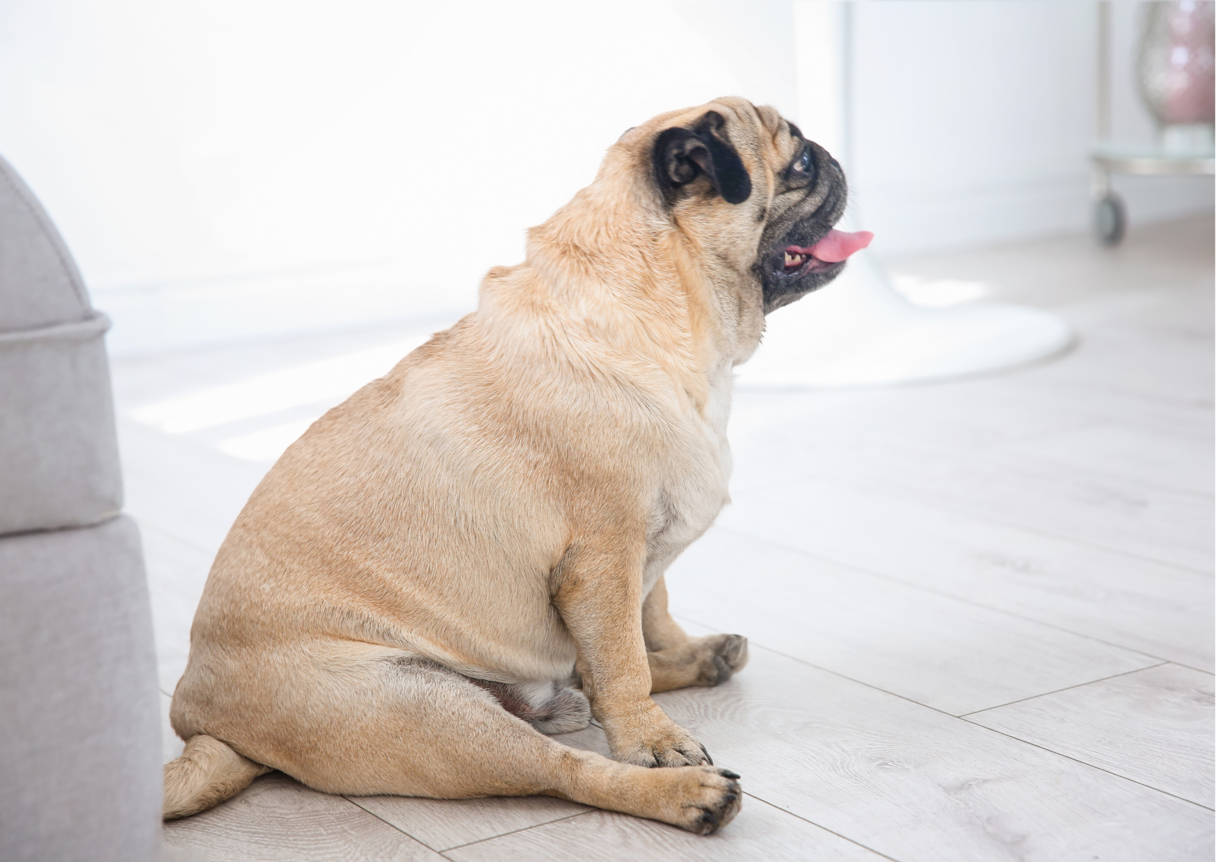 🐾数字に惑わされないフード選び・・・カロリー数値より質を見る