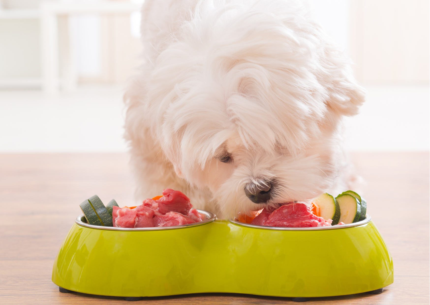 🐾手作りご飯の理想と現実 〜スニフが考える“本当に良いごはん”〜
