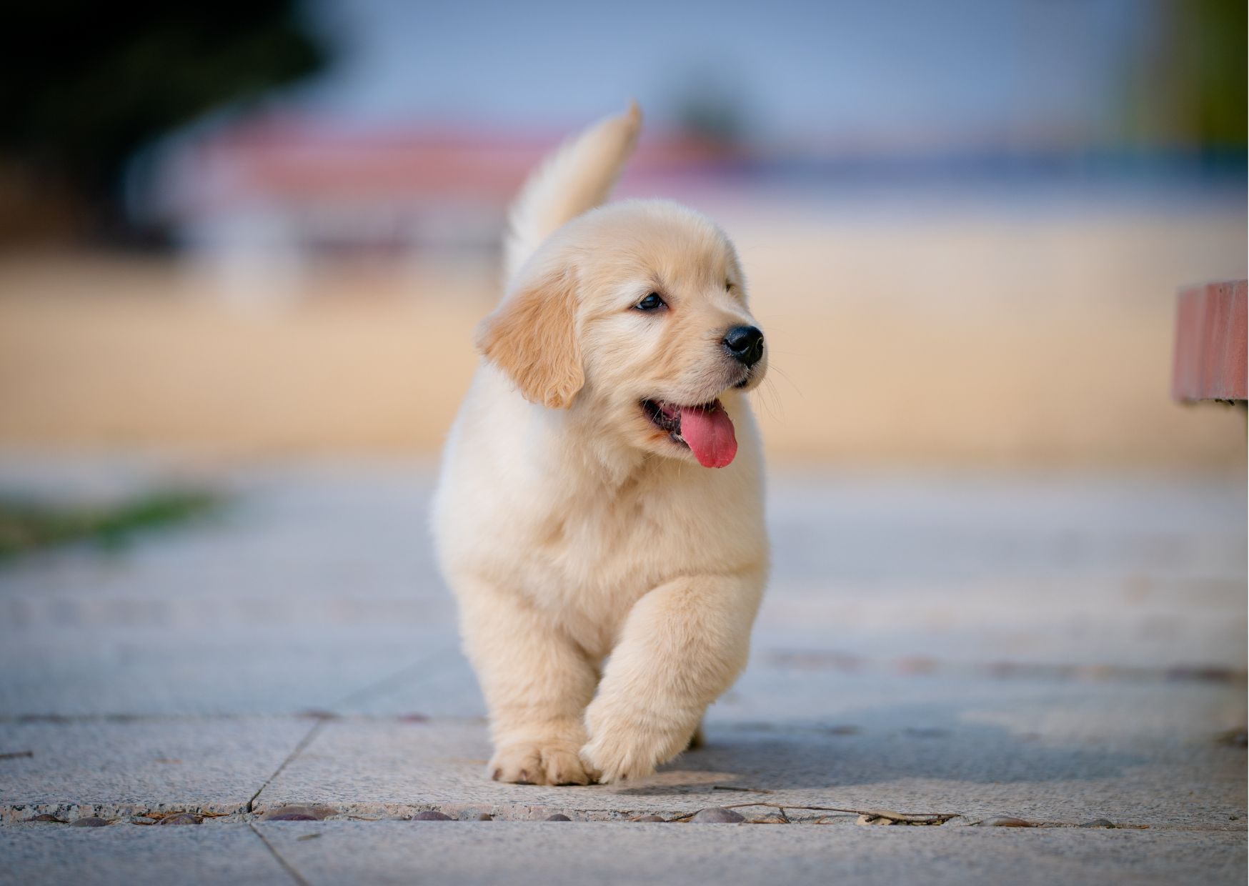 🐾高タンパク・高脂質のフードは腎臓や肝臓に負担をかける？