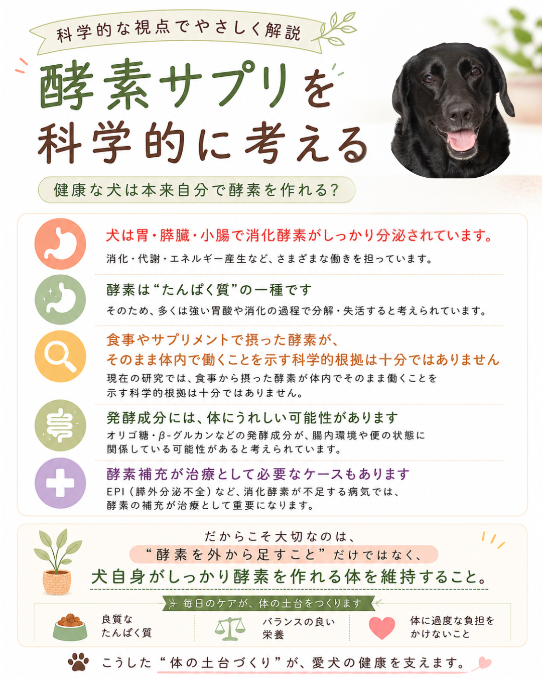 「酵素を摂った方がいいですか?」という質問について