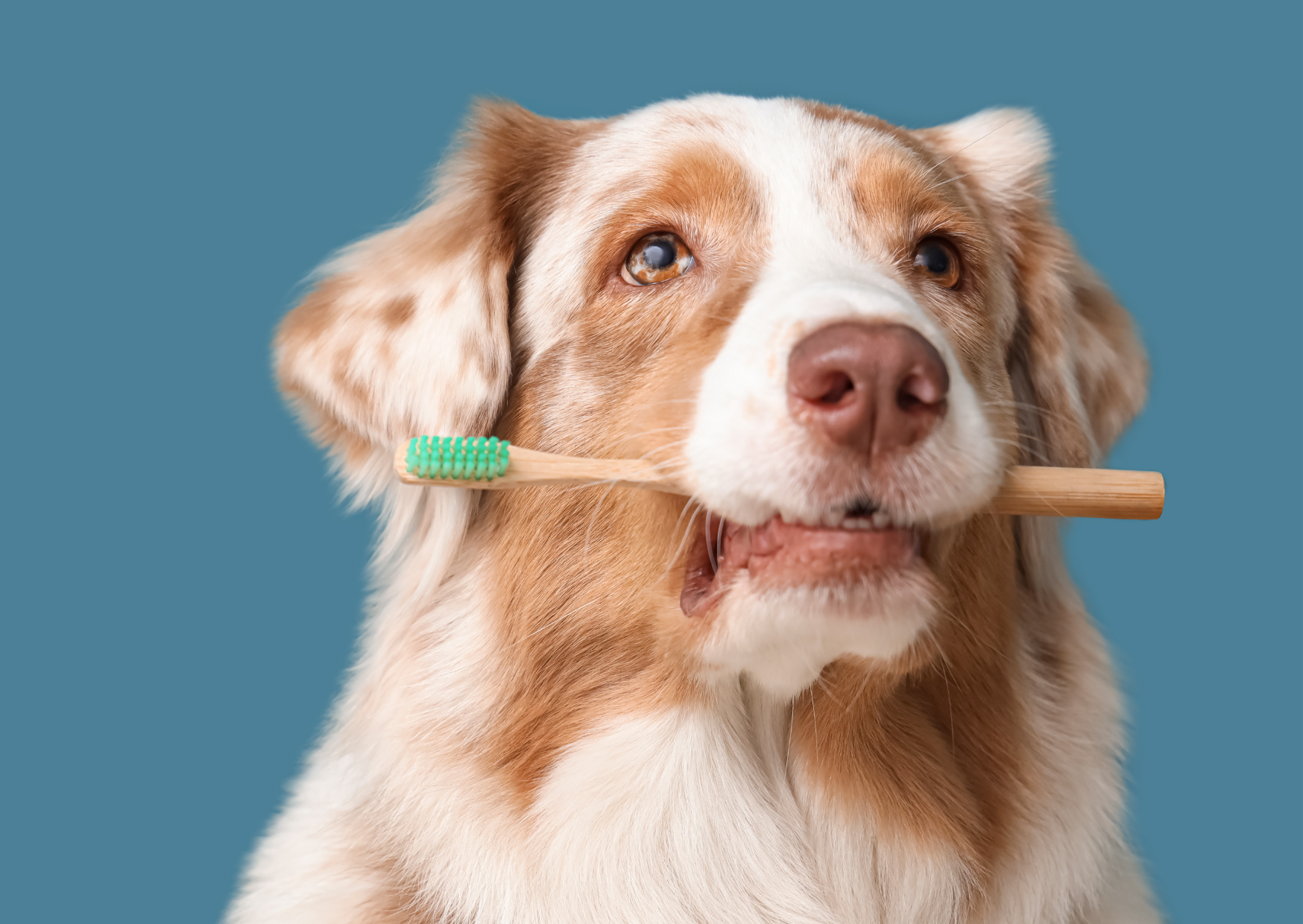 🦷デンタルチャコールが口内を整えるしくみ
