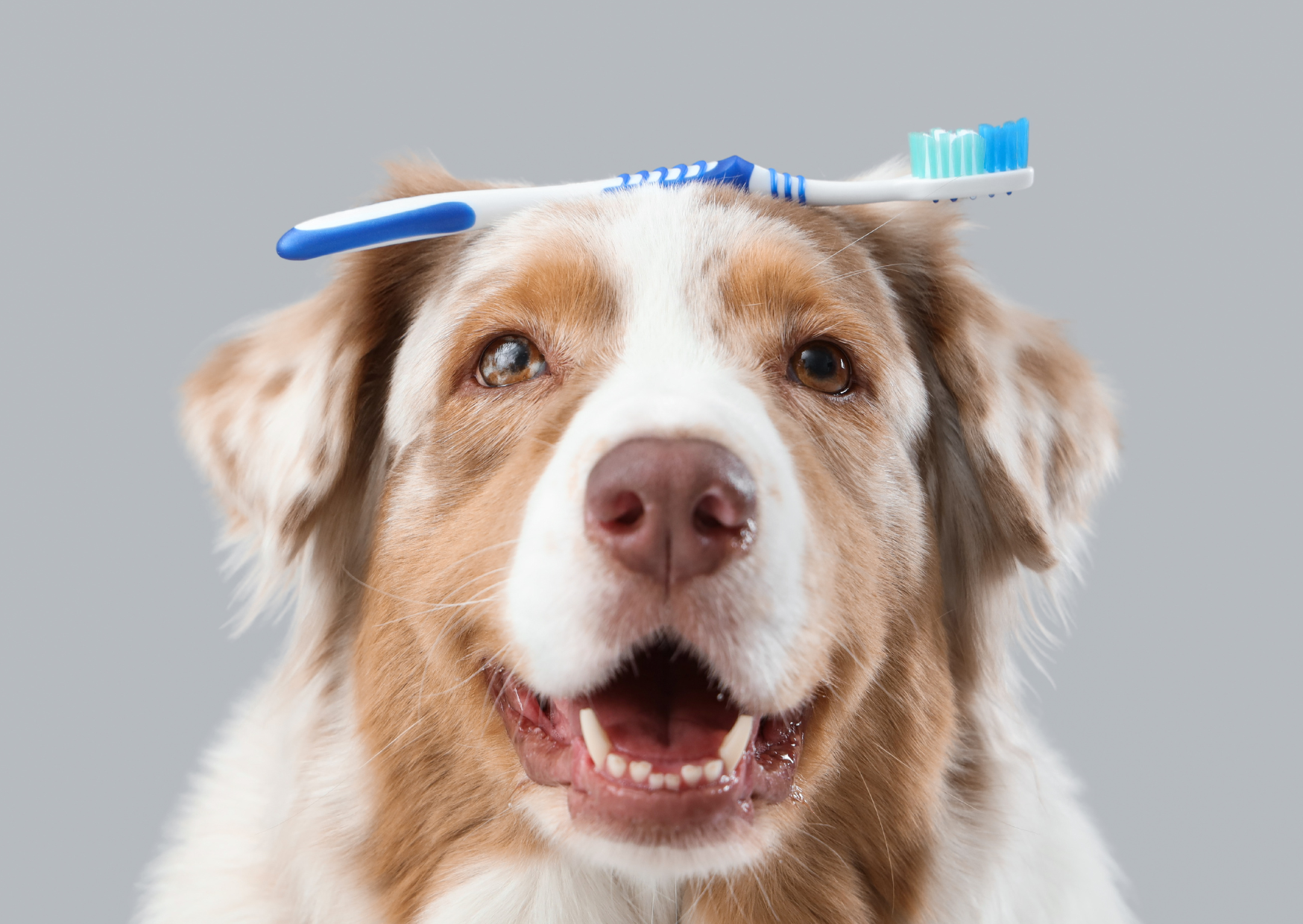 🦷 口腔ケアが「お口だけ」で終わらない理由