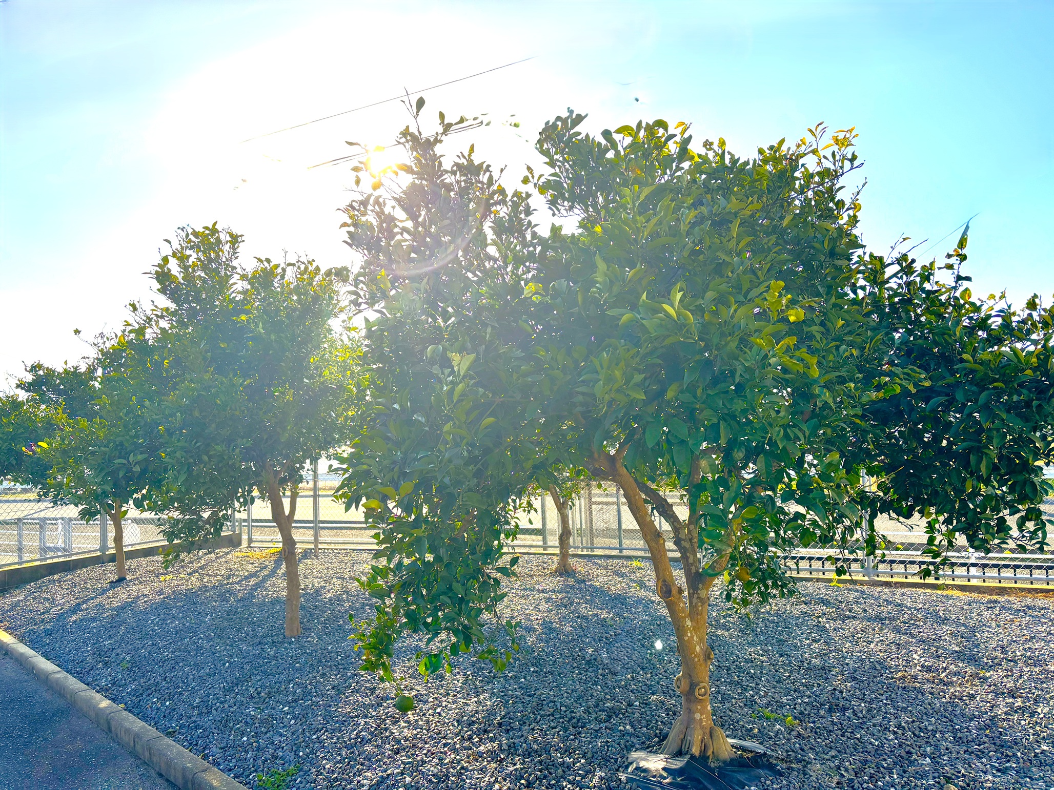 橙の摘果が終わりました🍊