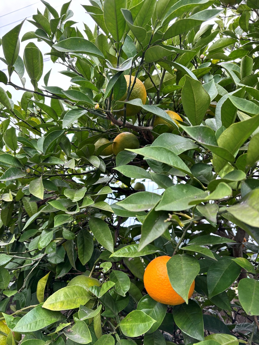 オンラインショップ冬季休業について