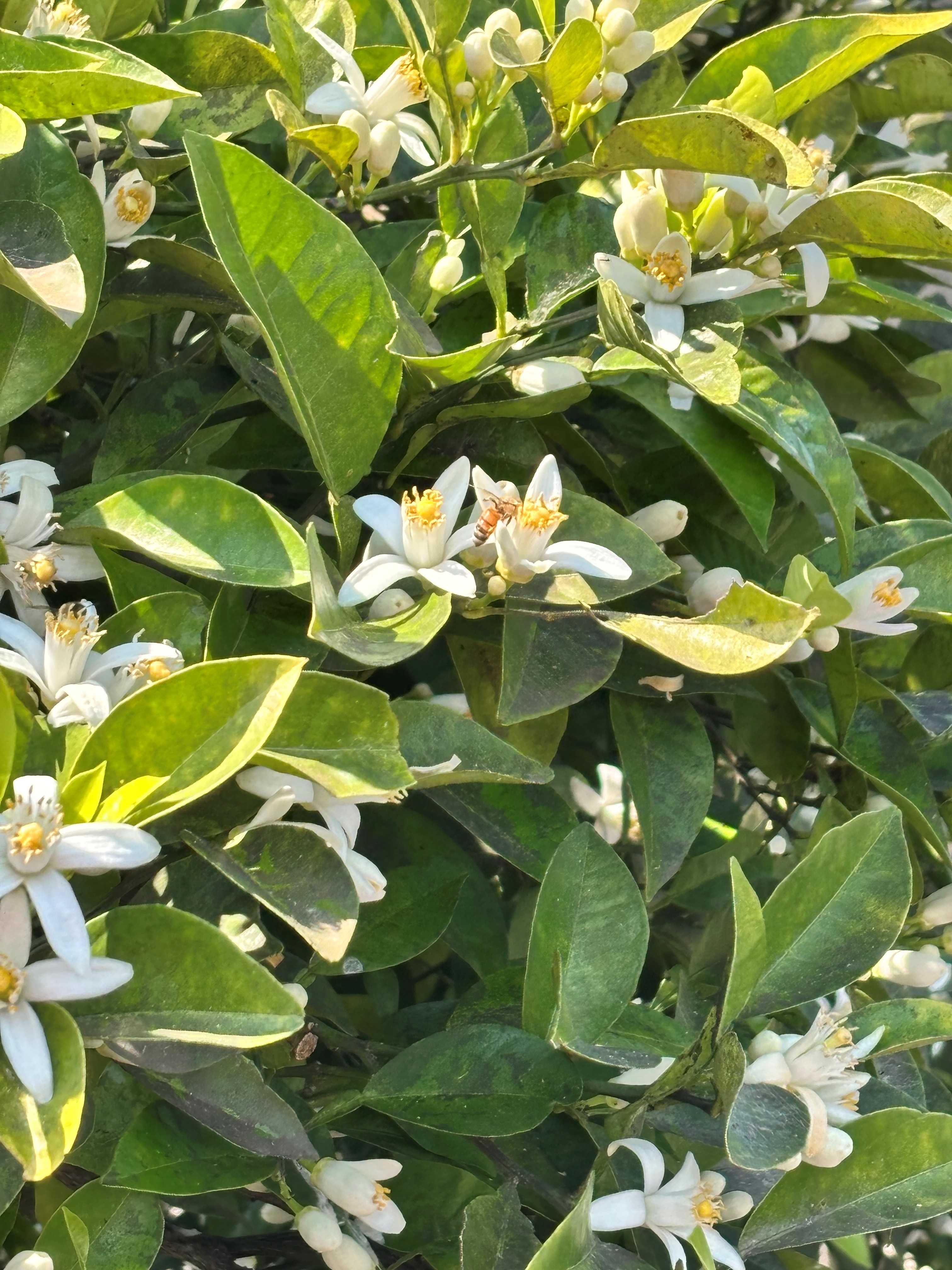 橙の花