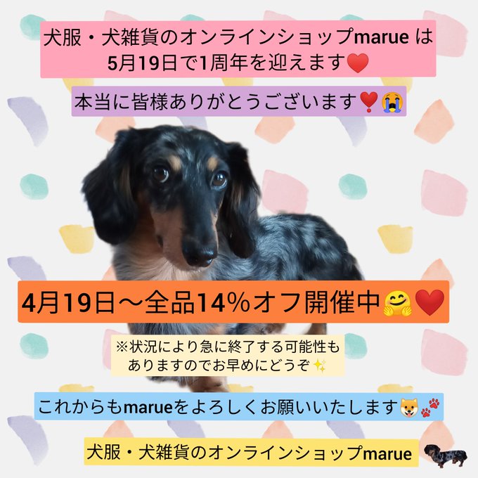 ５月１９日で㊗marue１周年❣感謝セール開始です🐶🐾