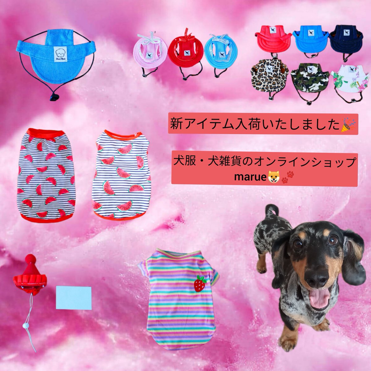 新アイテム入荷いたしました🐶🐾