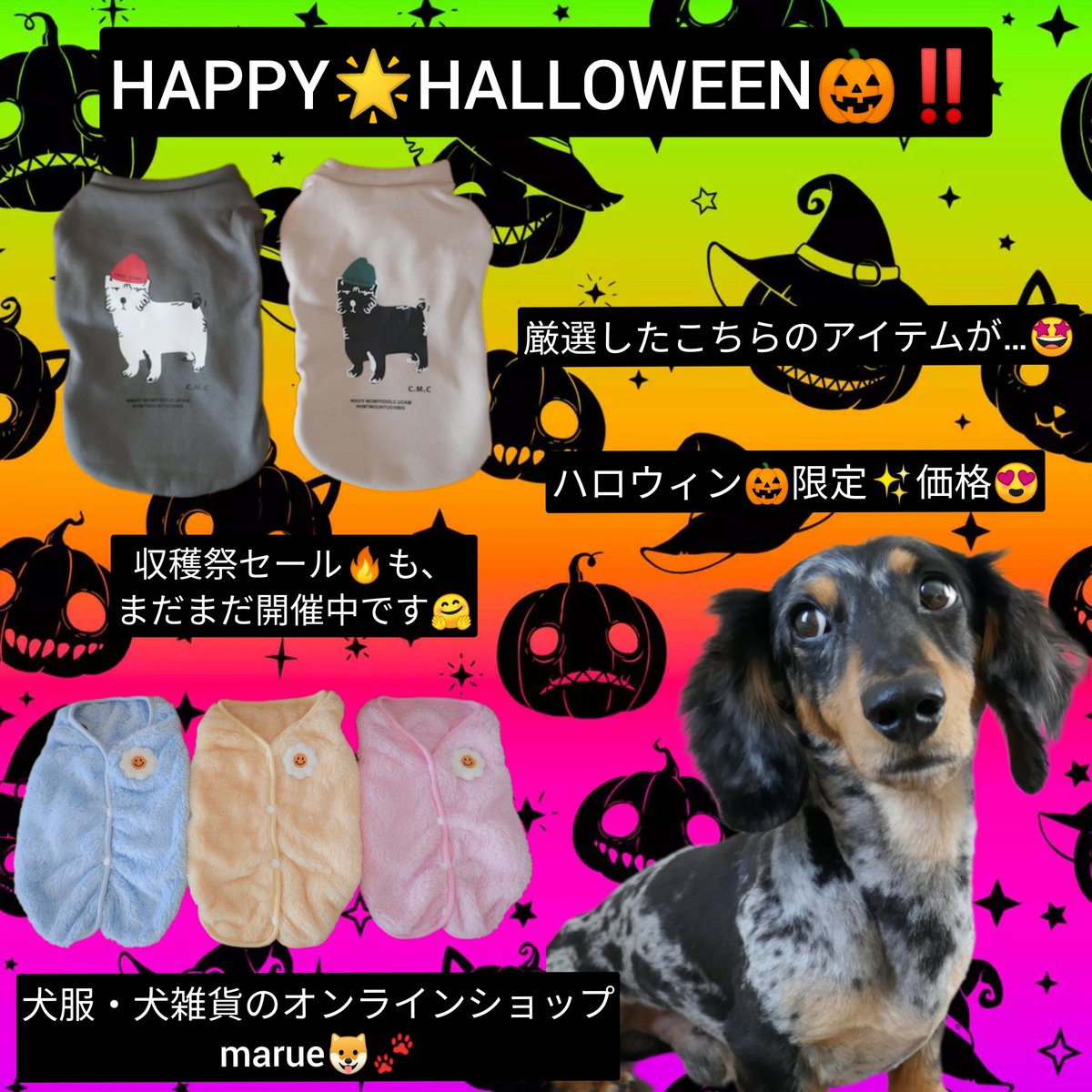 HAPPY🎃HALLOWEEN✨キャンペーン開催🐶✨