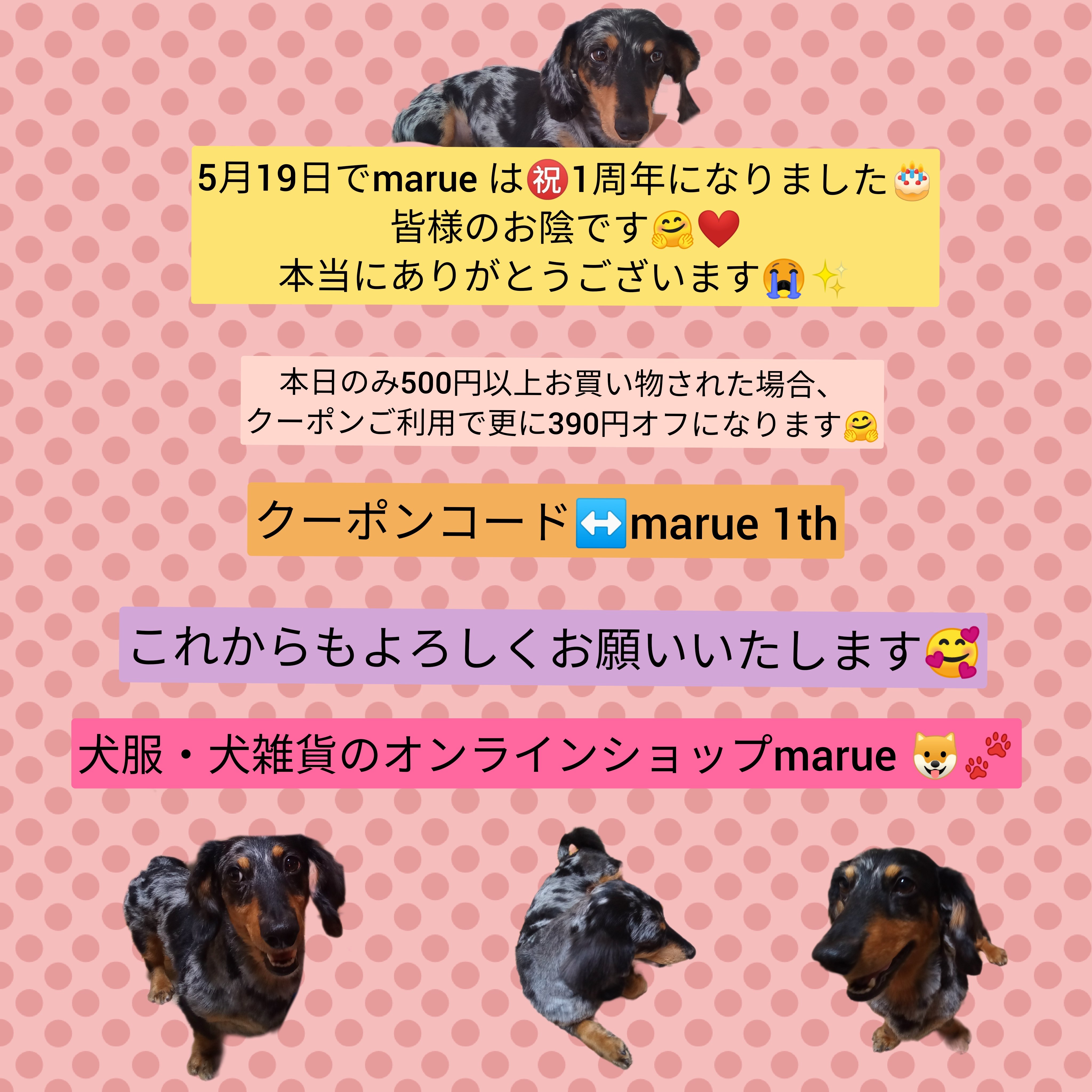 marueは本日で1周年を迎えました🐶✨