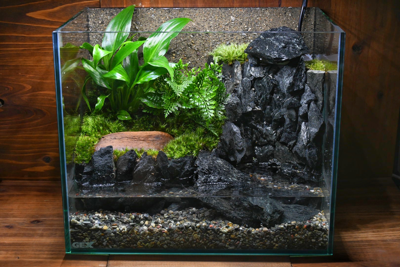 ✳︎🐸ケロリウム・イモリウム🐸✳︎