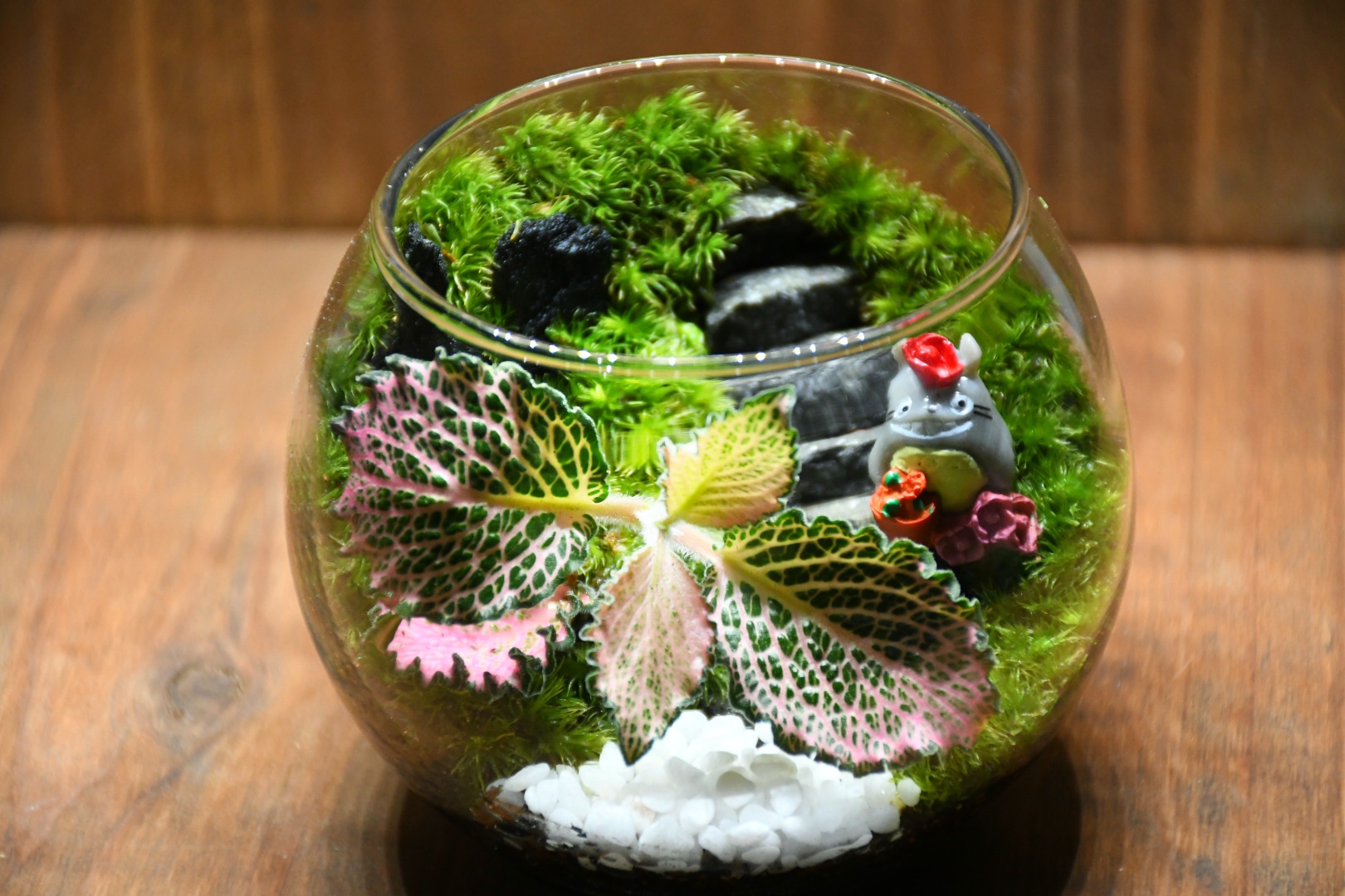 ✳︎🌸フィットニアを使った苔テラリウム🌸✳︎