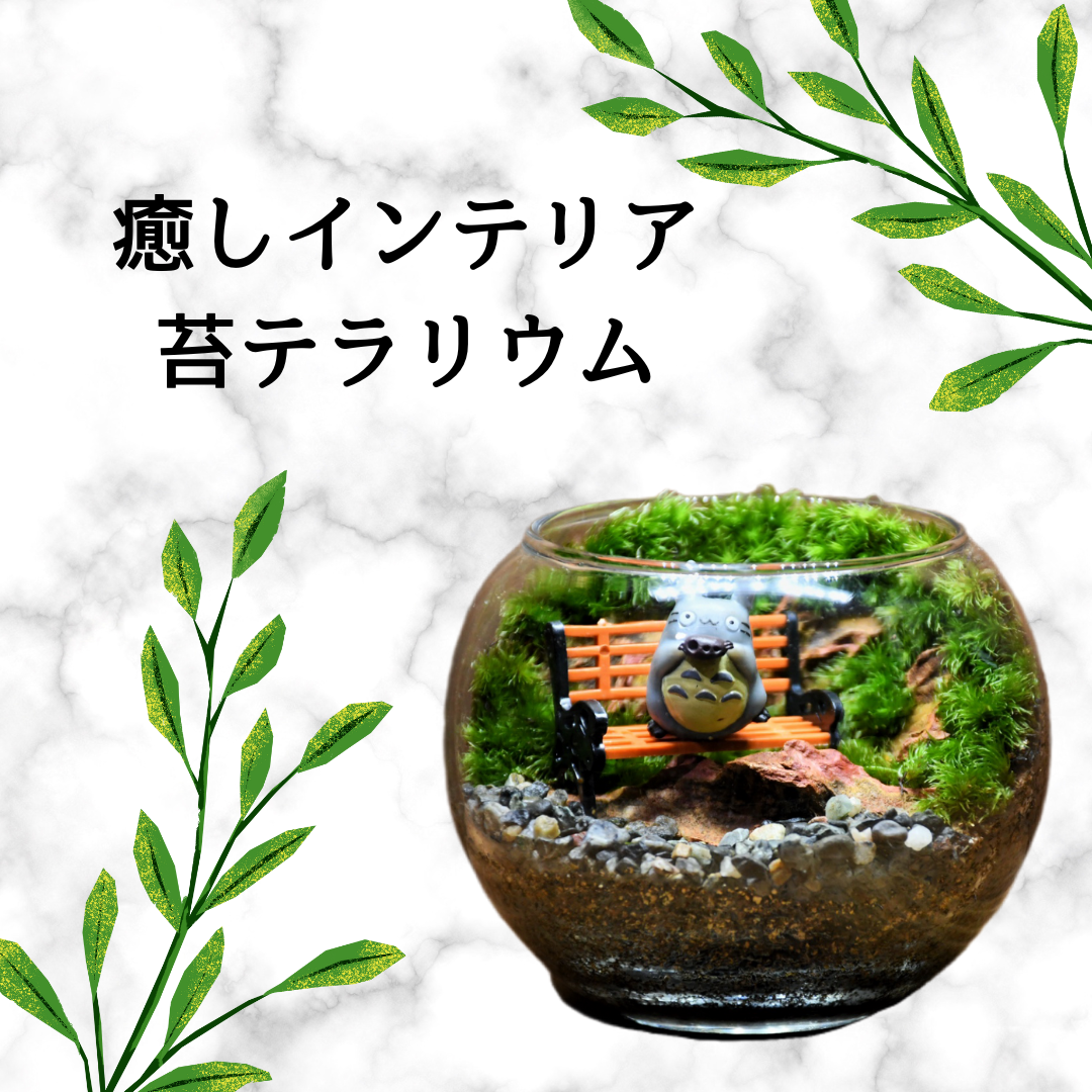 🌿苔テラリウムの育て方🌿