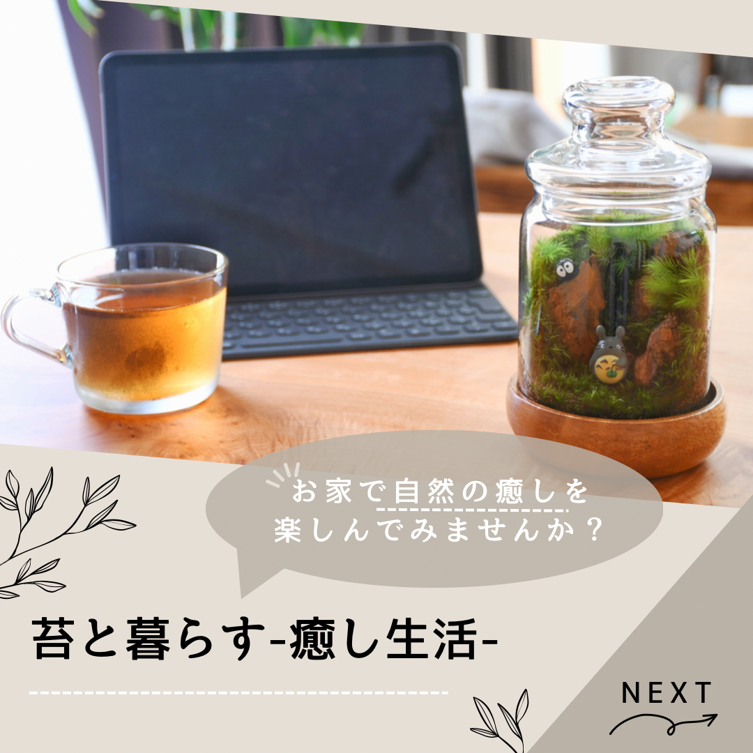 ✳︎✳︎苔と暮らす癒し生活はじめてみませんか？✳︎✳︎