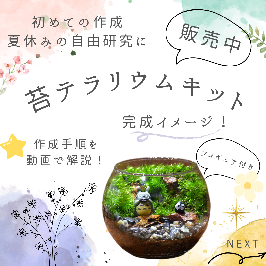 ✳︎✳︎苔テラリウムキット販売はじめました✨✳︎✳︎