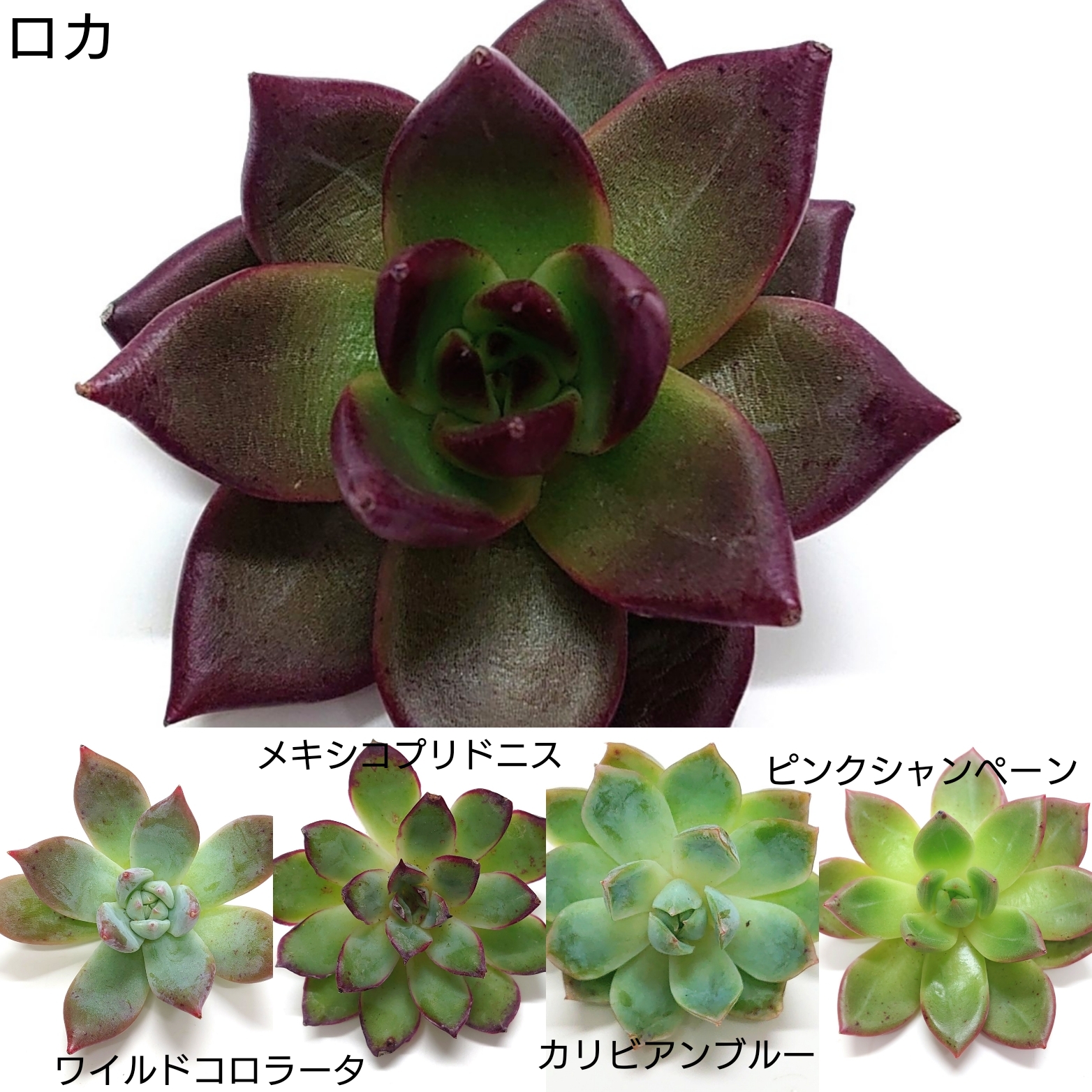 9月29日商品ラインナップ更新しました。